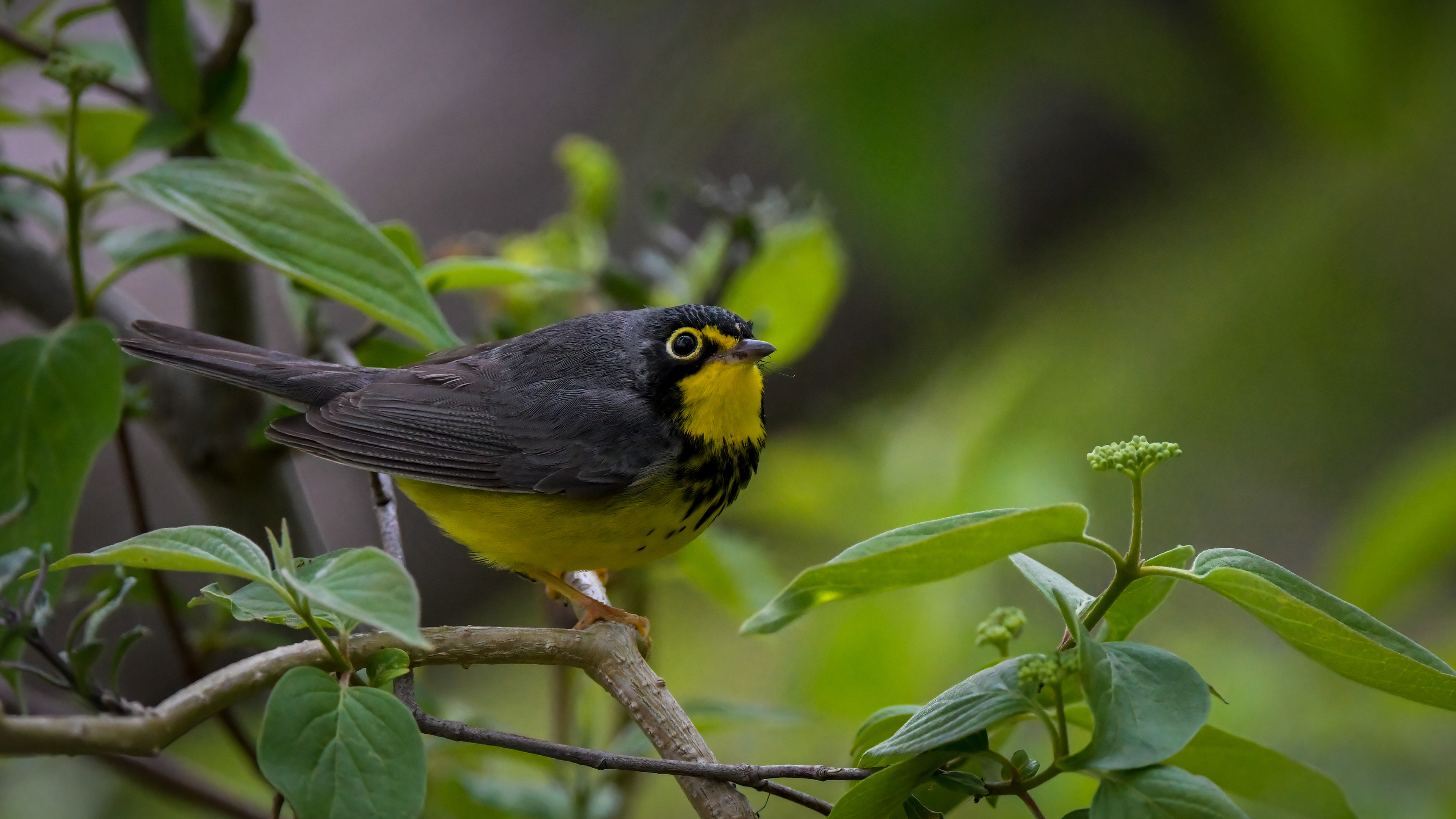 Canada Warbler