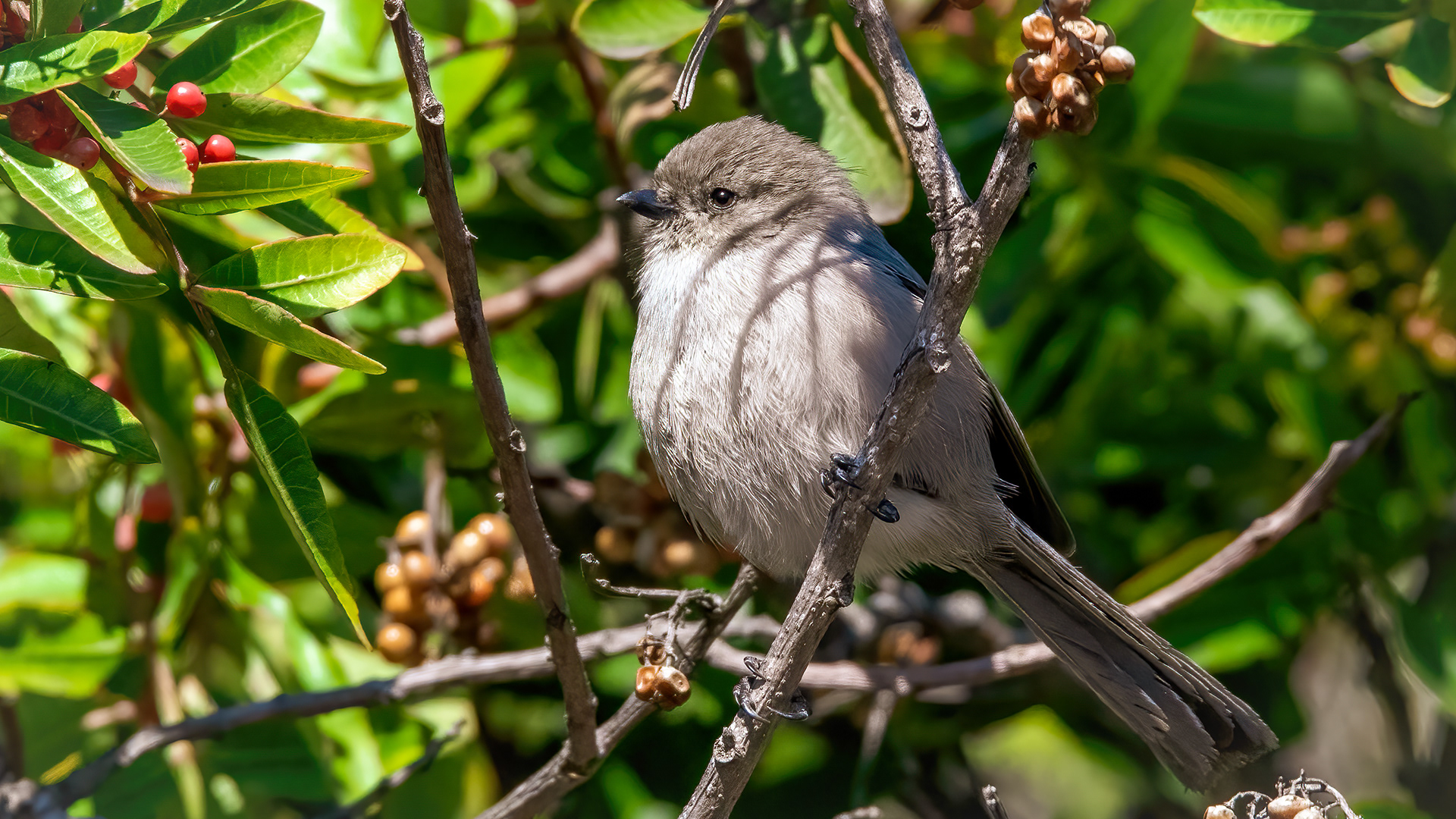 Bushtit