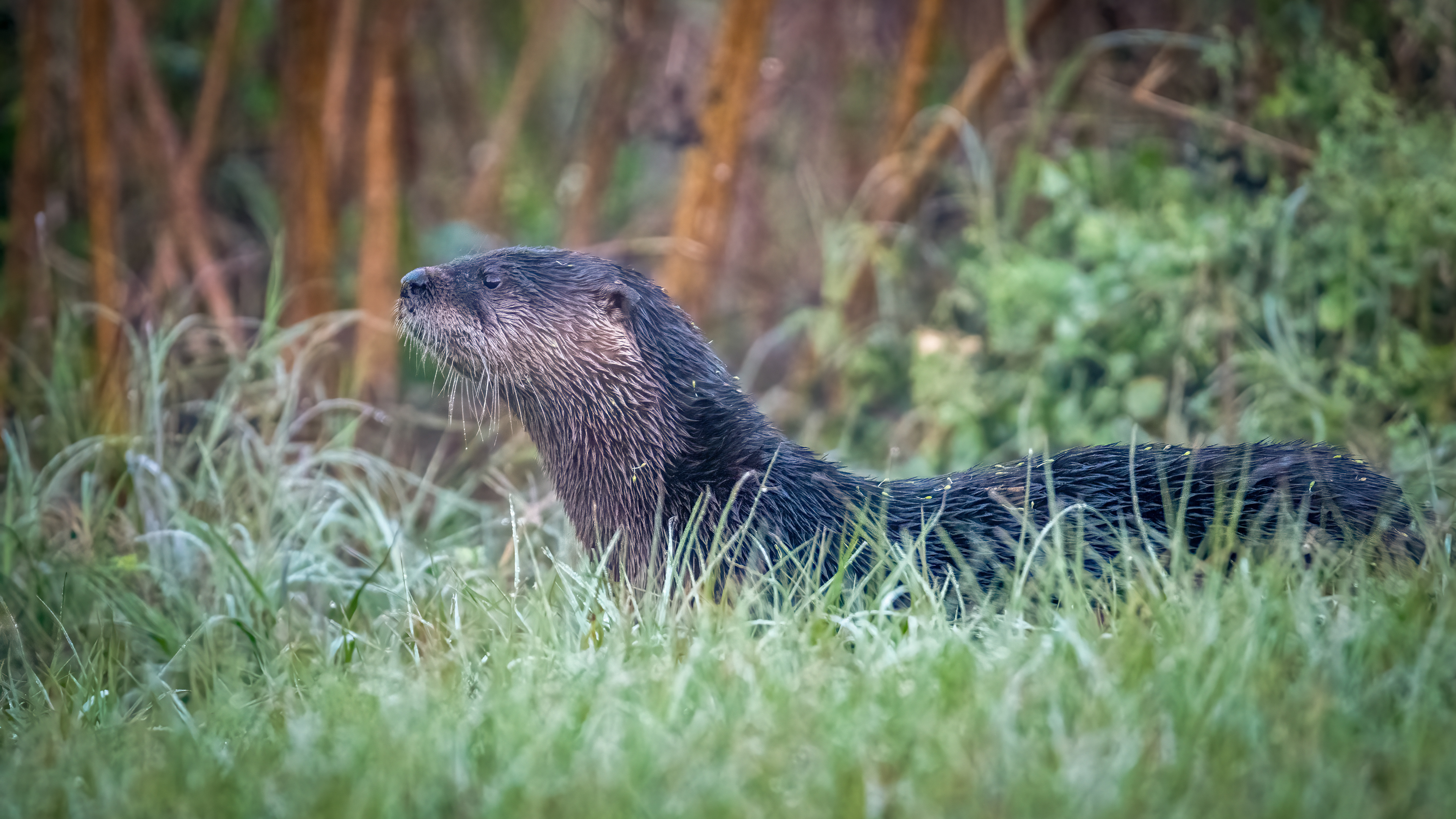 River Otter