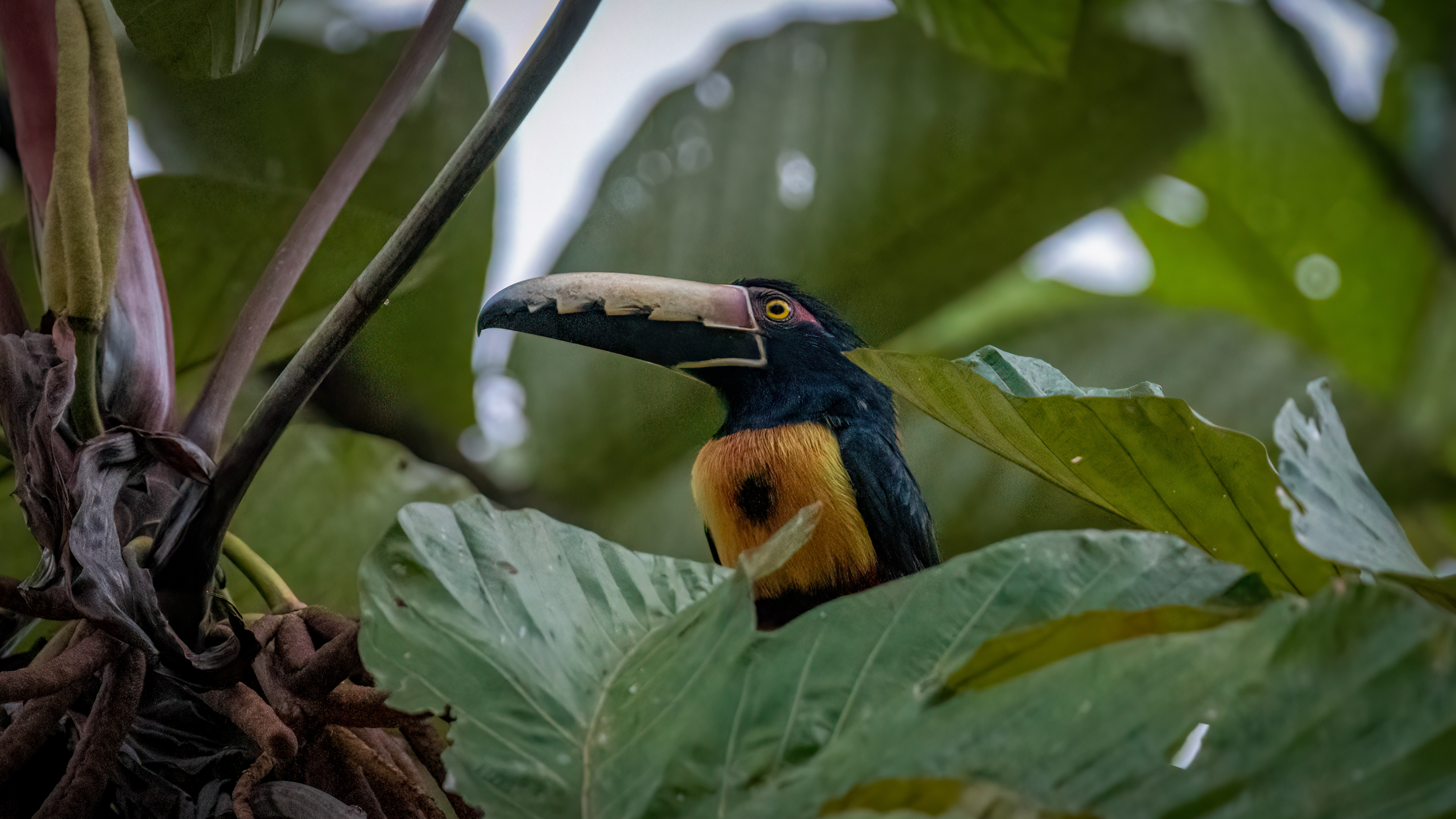 Collared Aracari