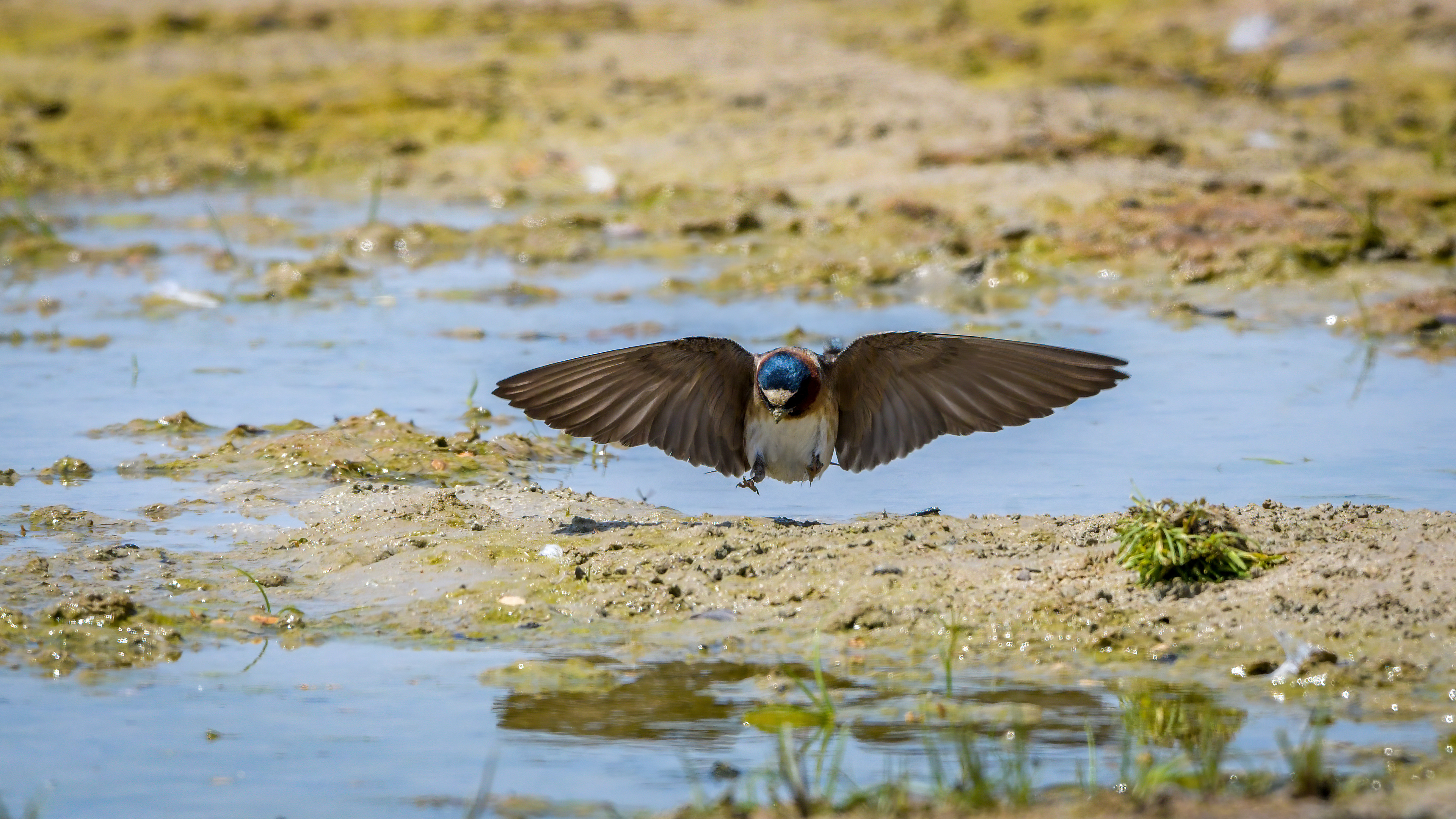 Cliff Swallow
