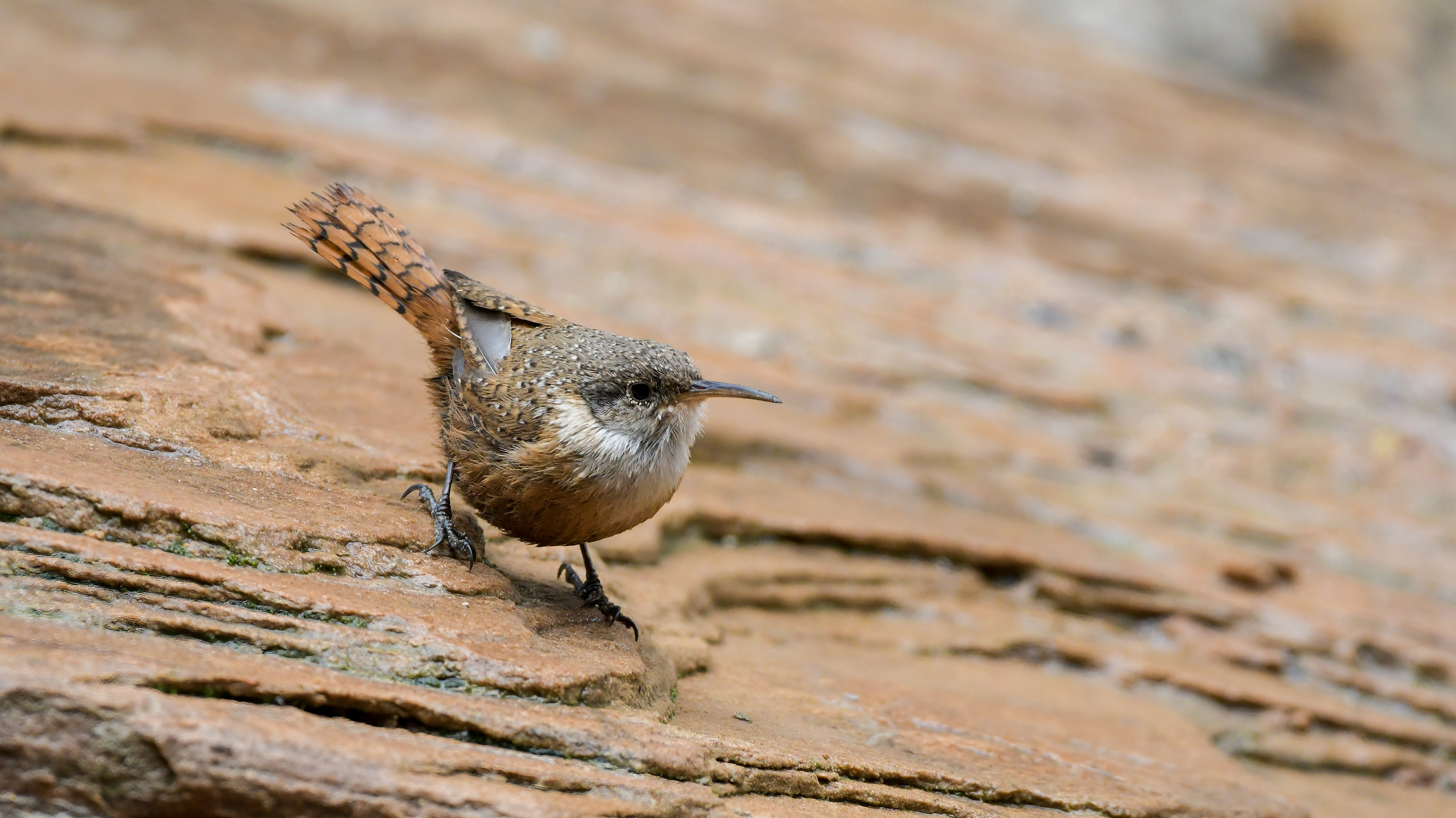 Canyon Wren