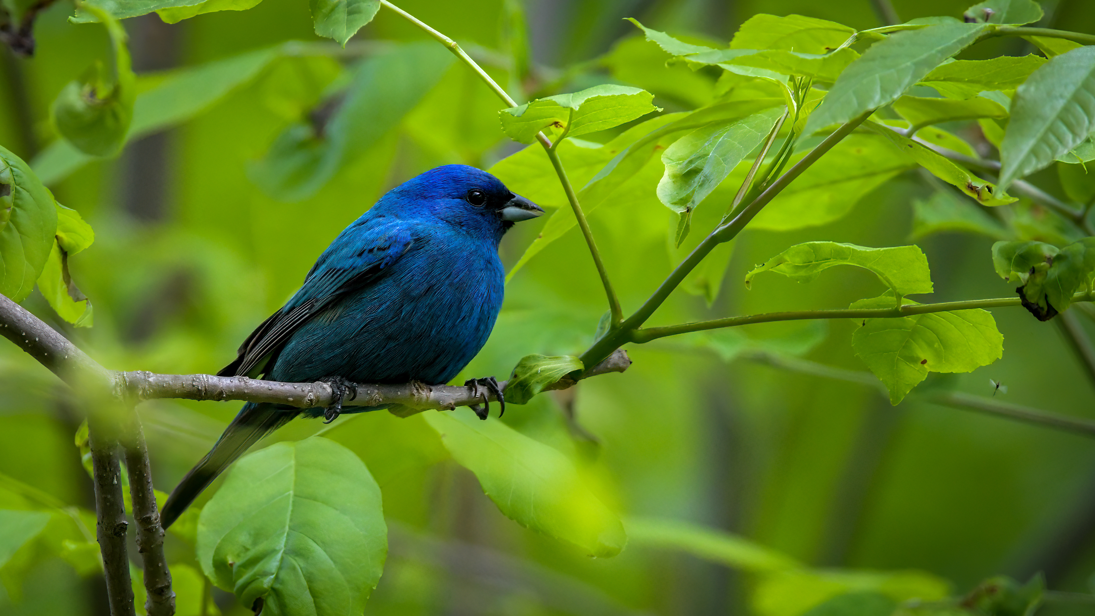 Indigo Bunting