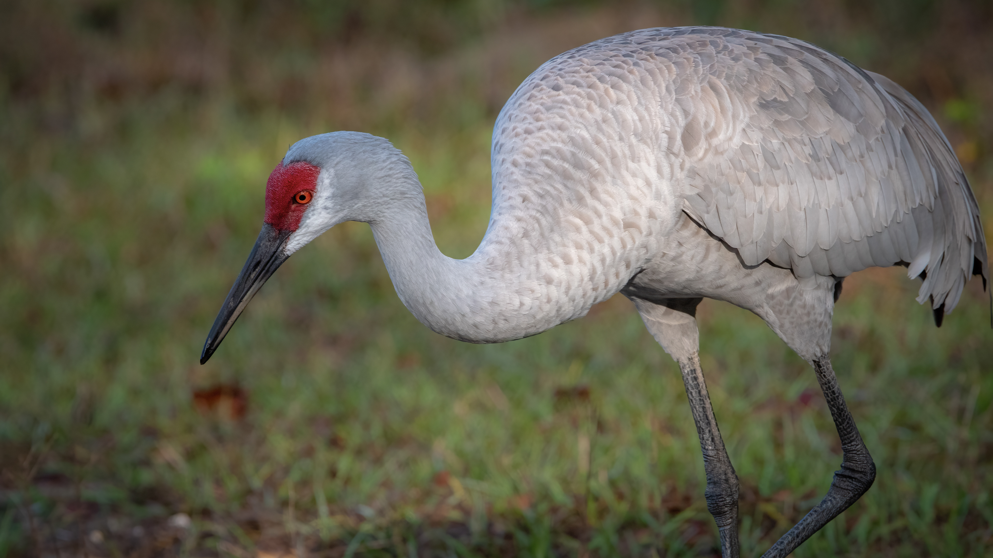 Sandhill Crane
