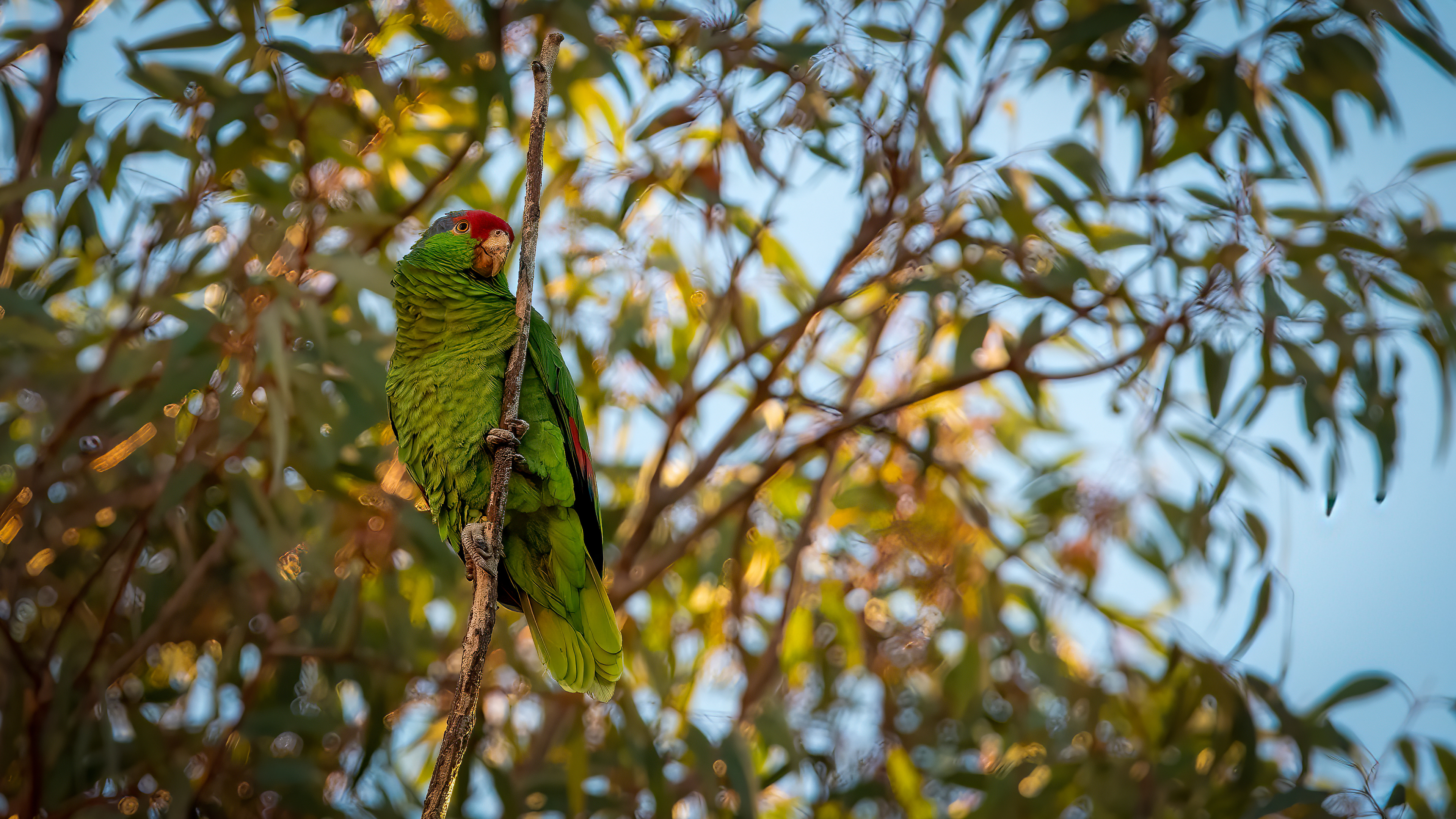 Red-crowned Parrot