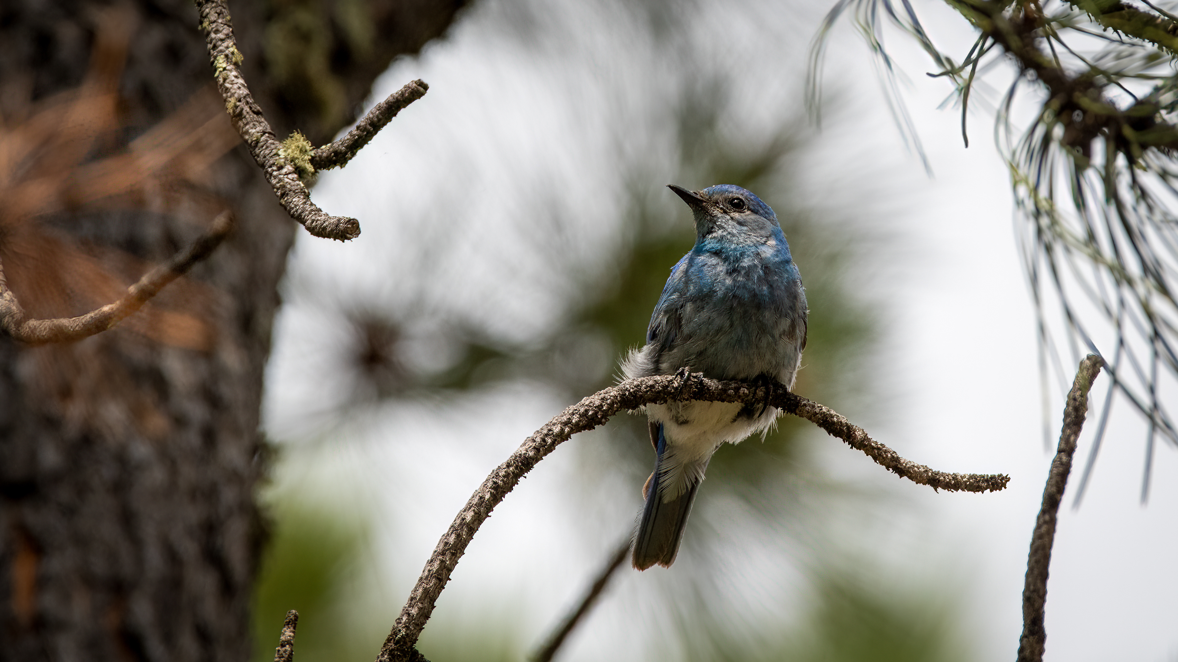 Mountain Bluebird