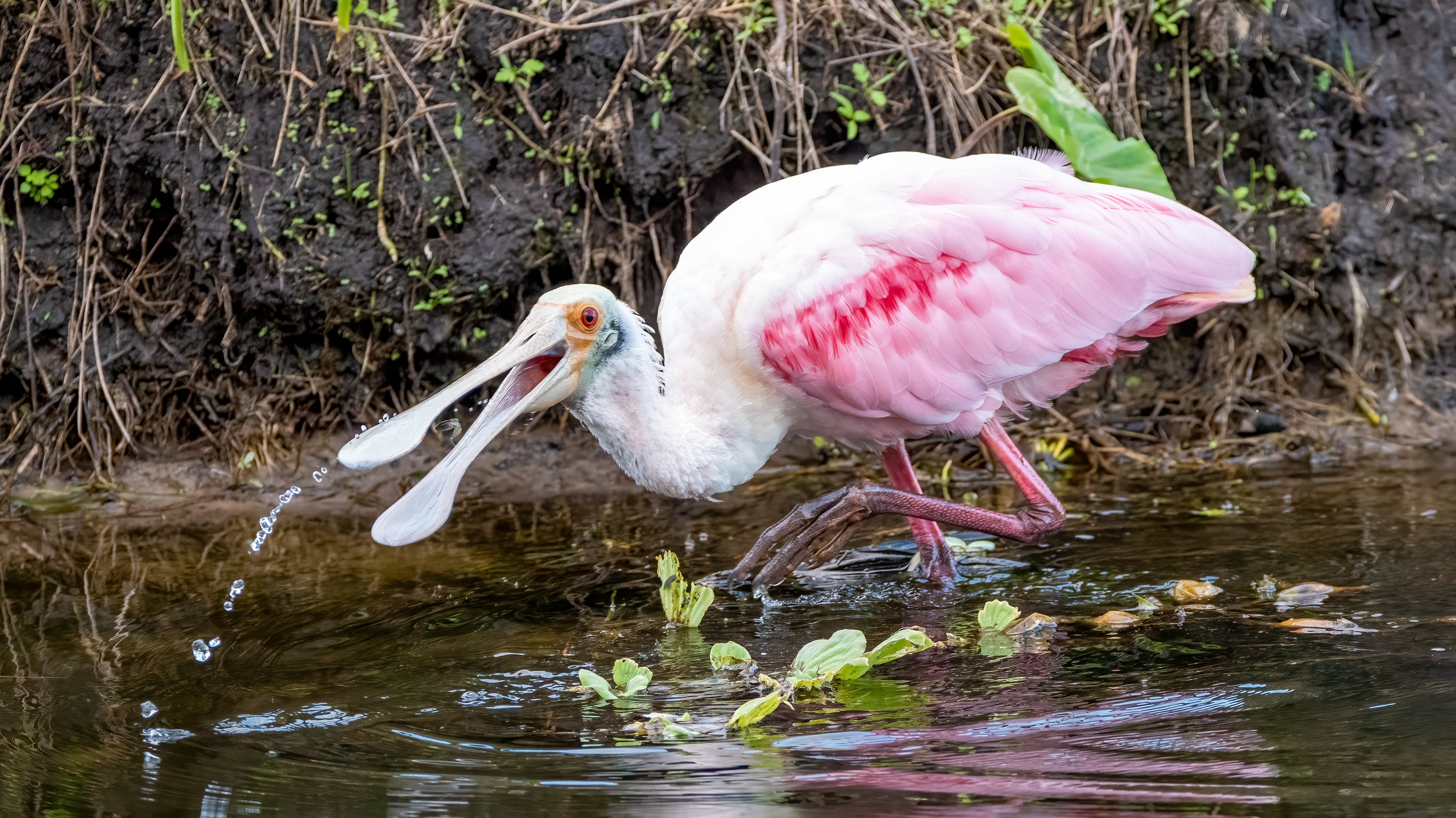 Roseate Spoonbill