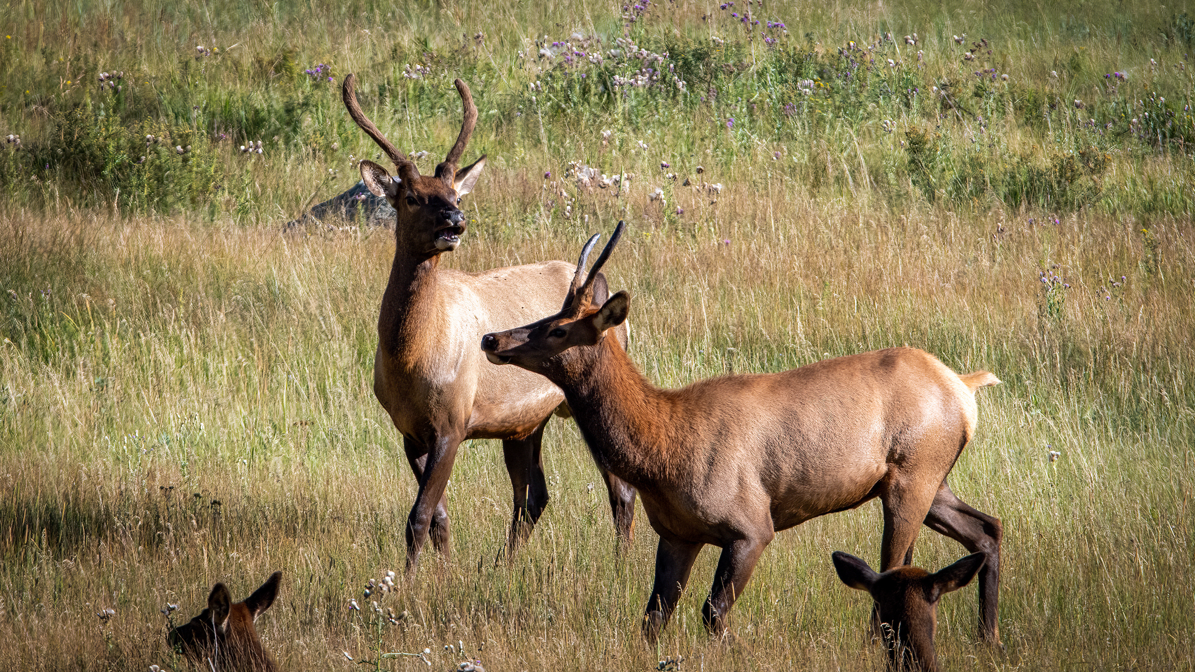 Elk