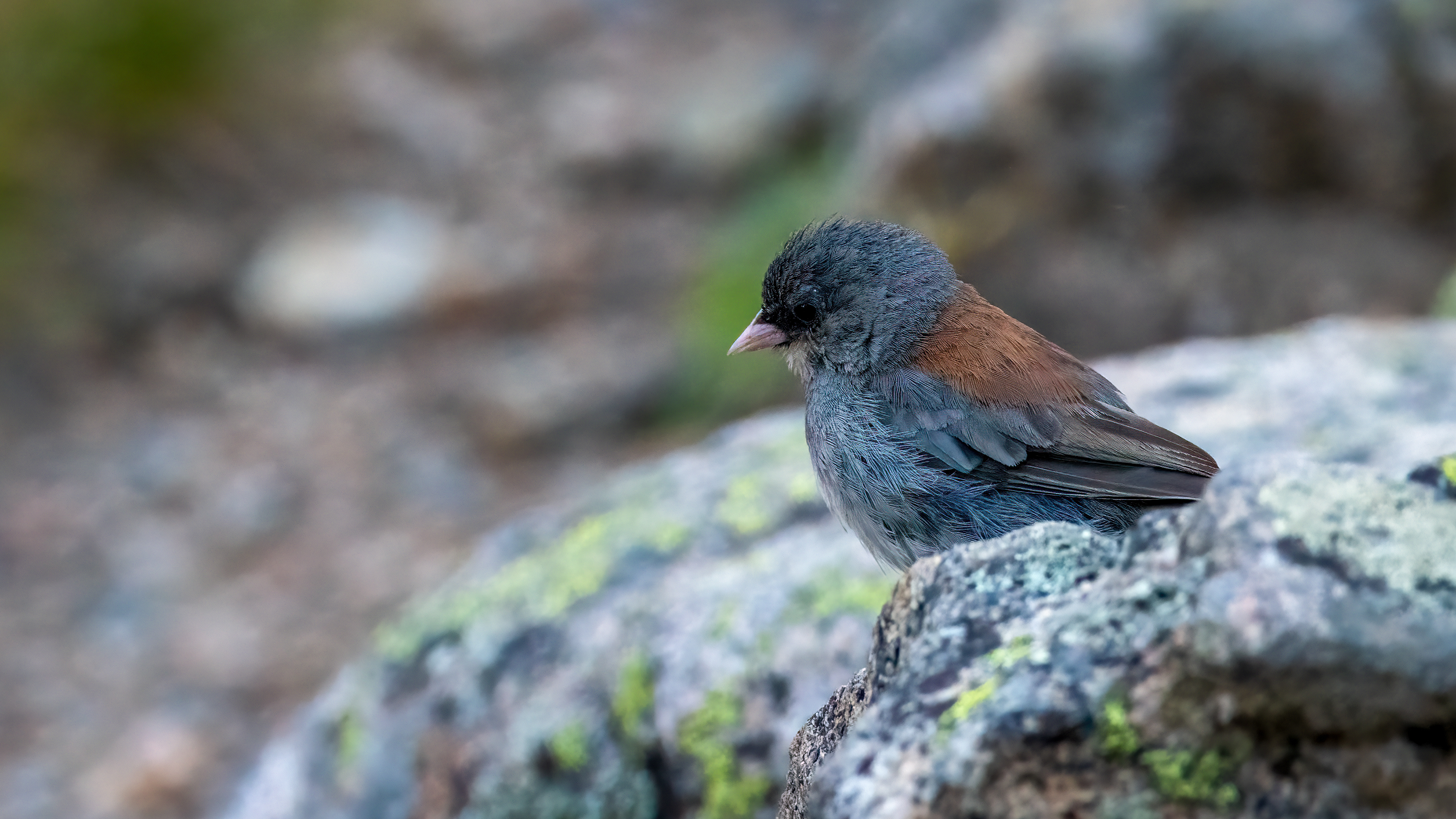 Dark Eyed Junco