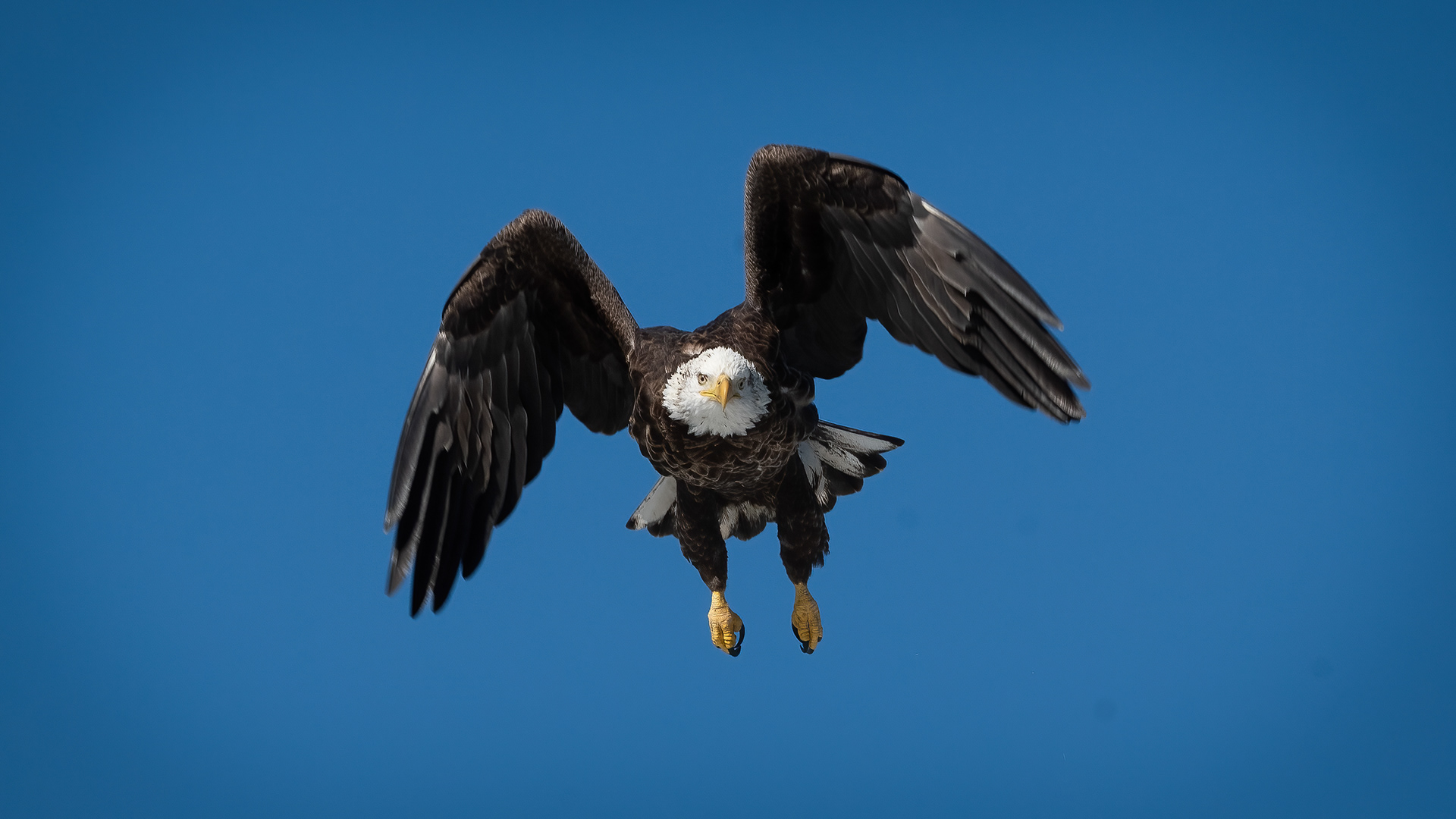 Bald Eagle