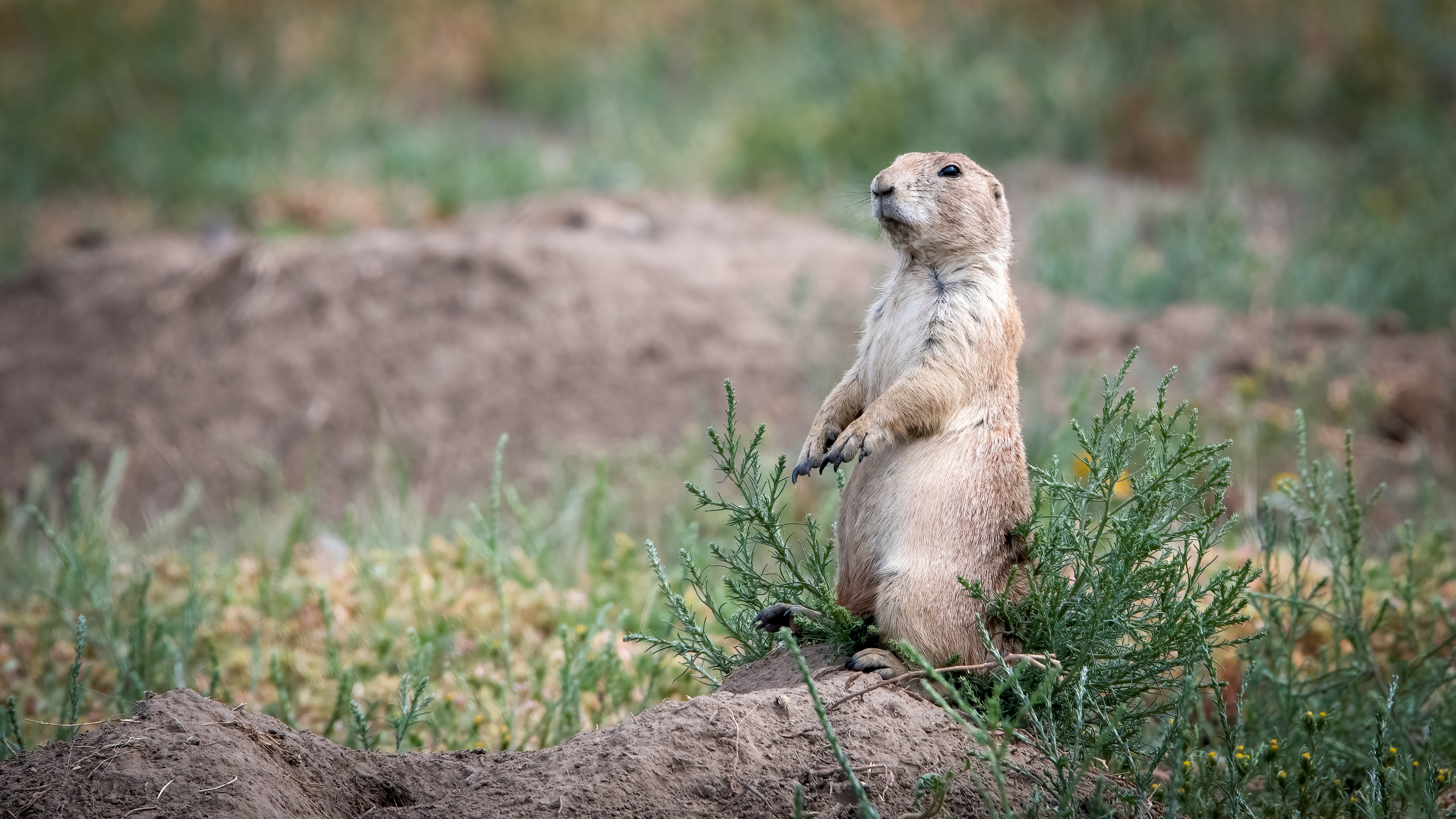 Black Tailed Prairie Dog