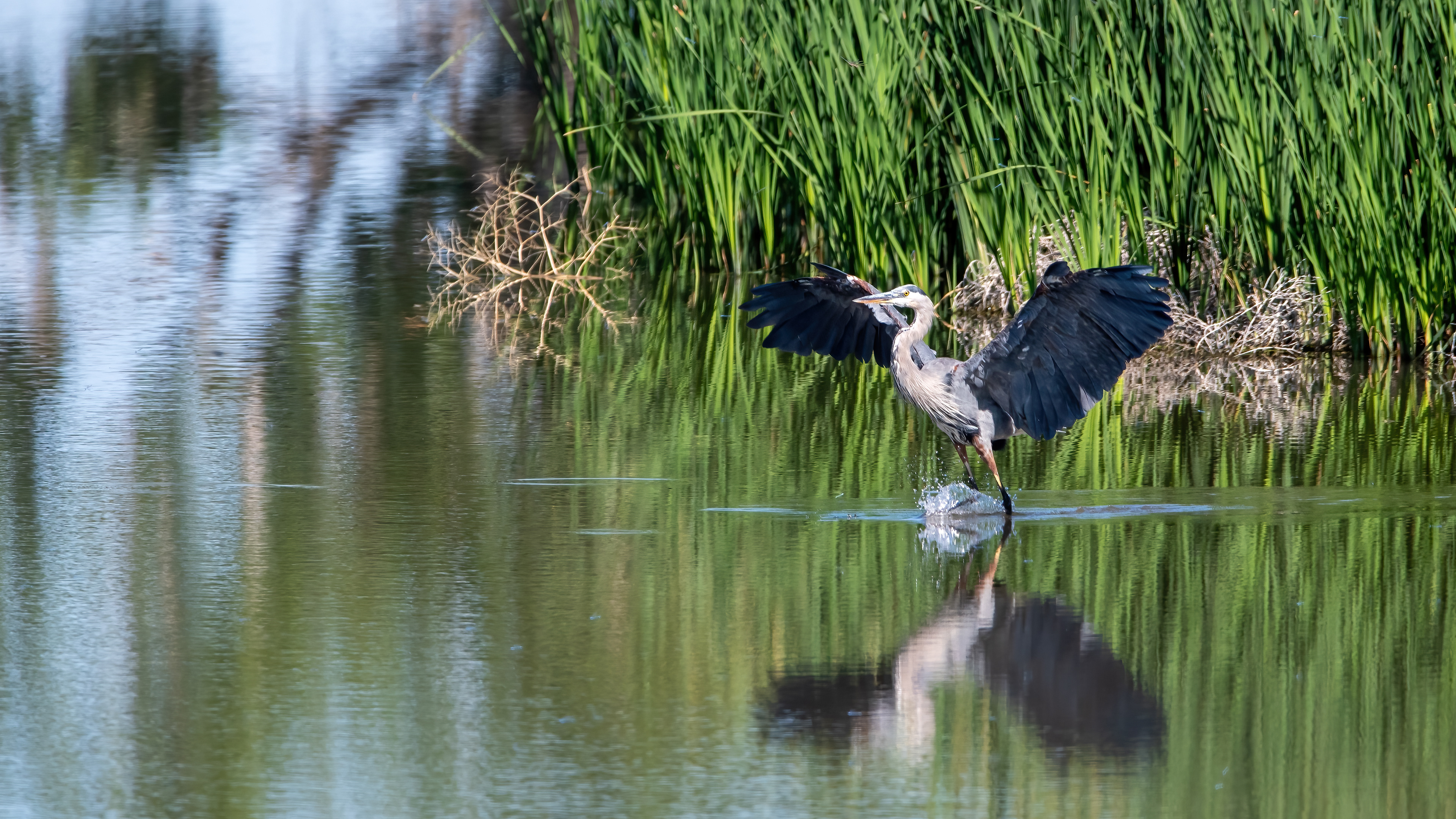 Great Blue Heron