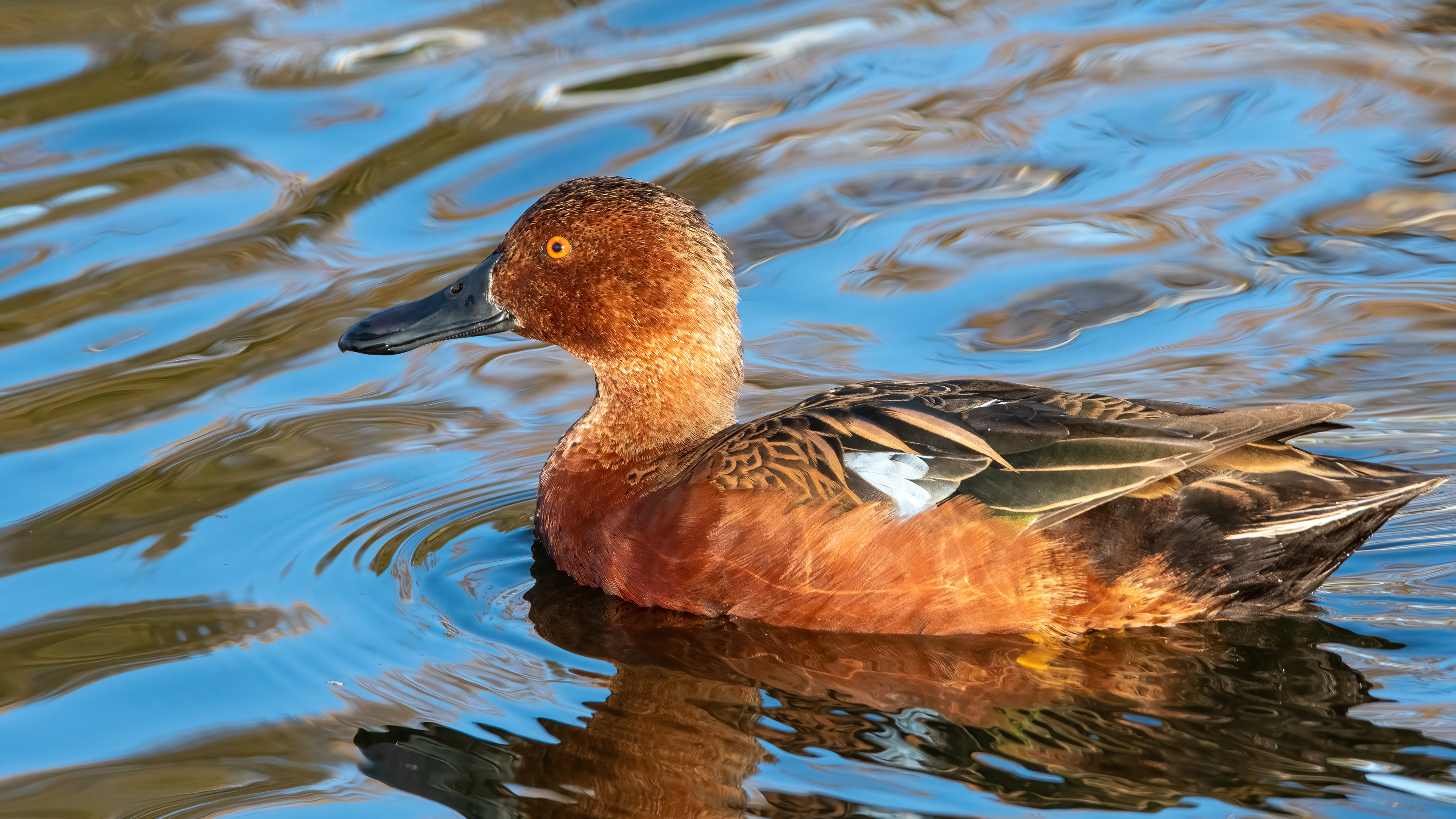 Cinnamon Teal