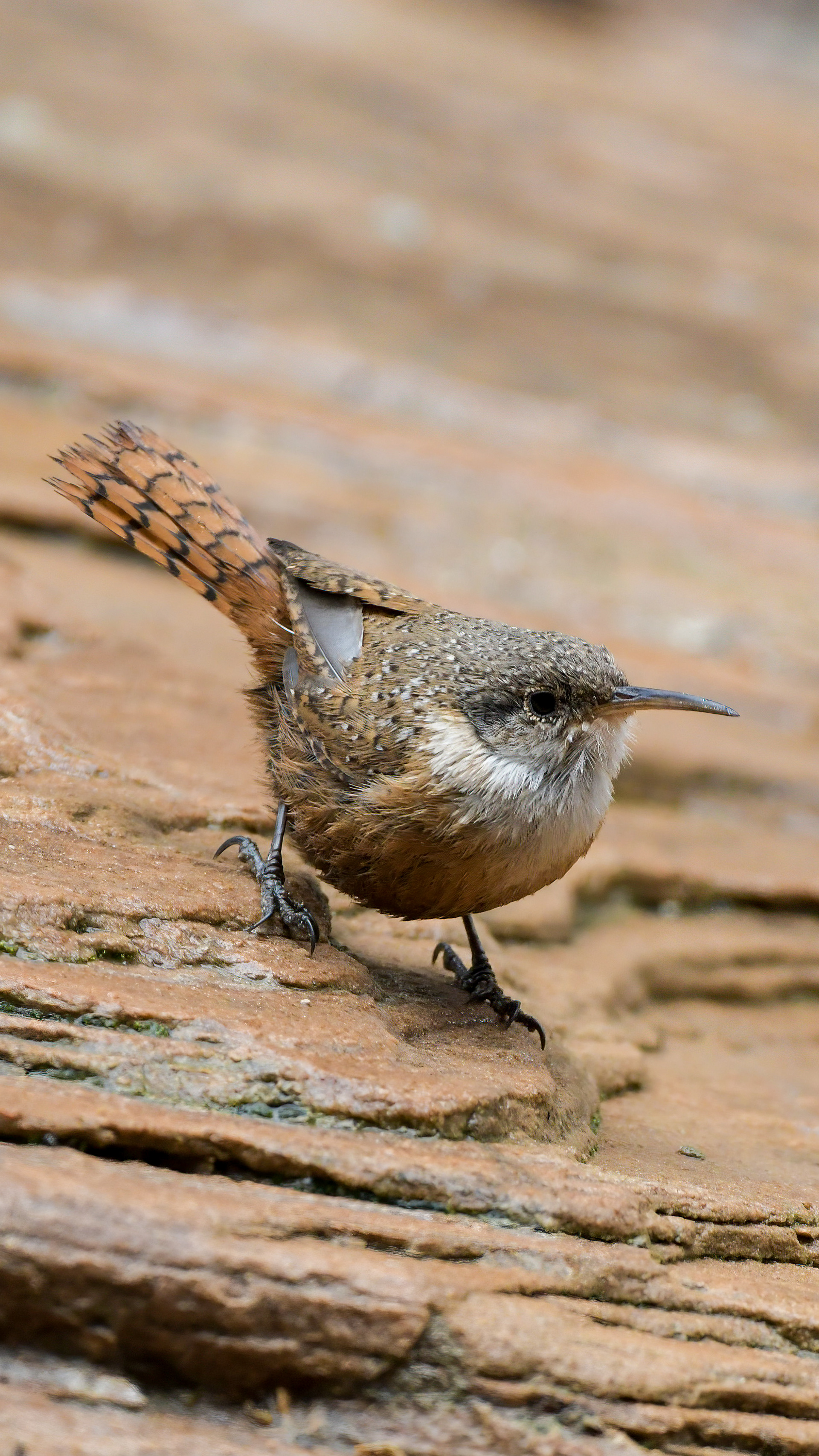 Canyon Wren