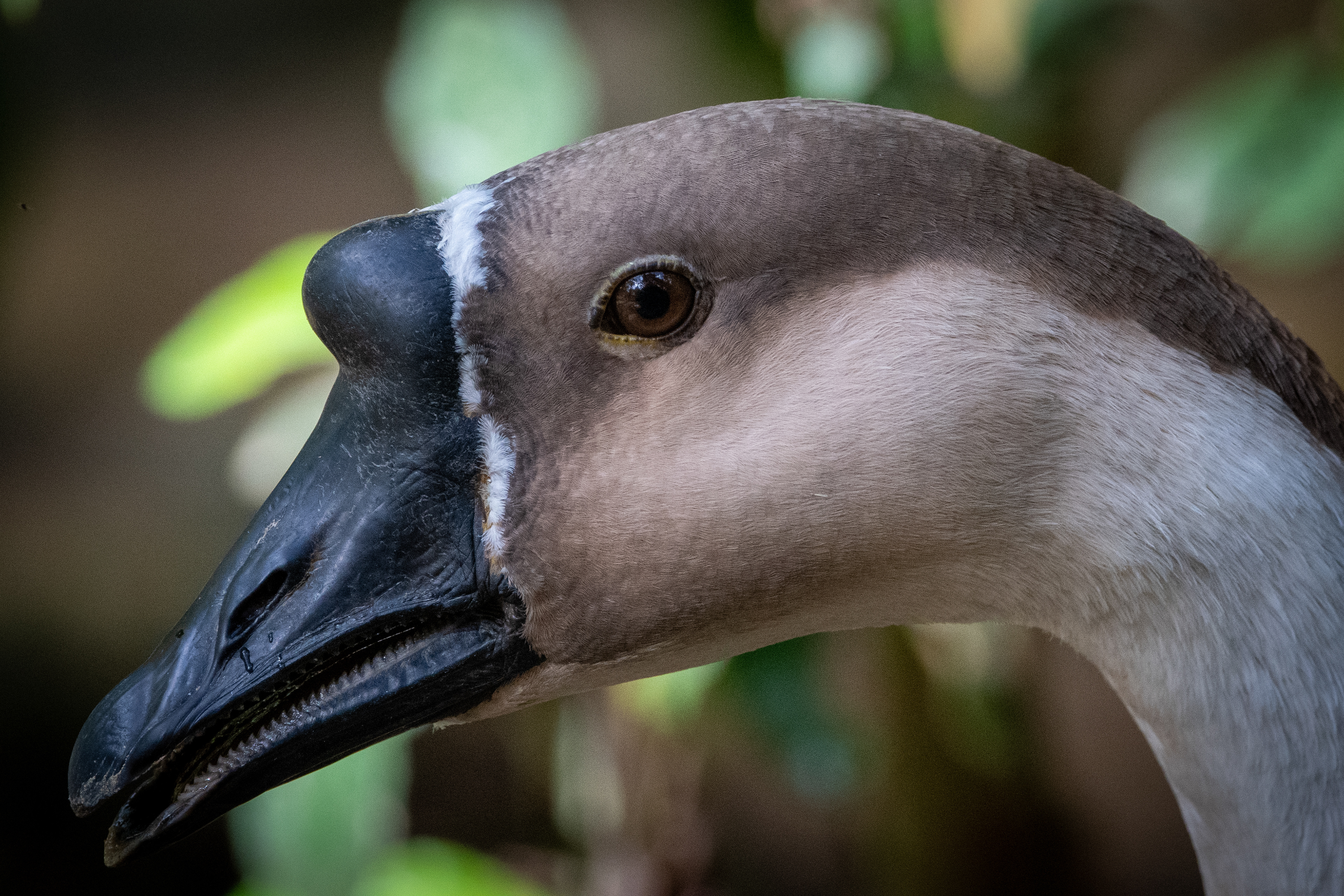 Chinese Goose