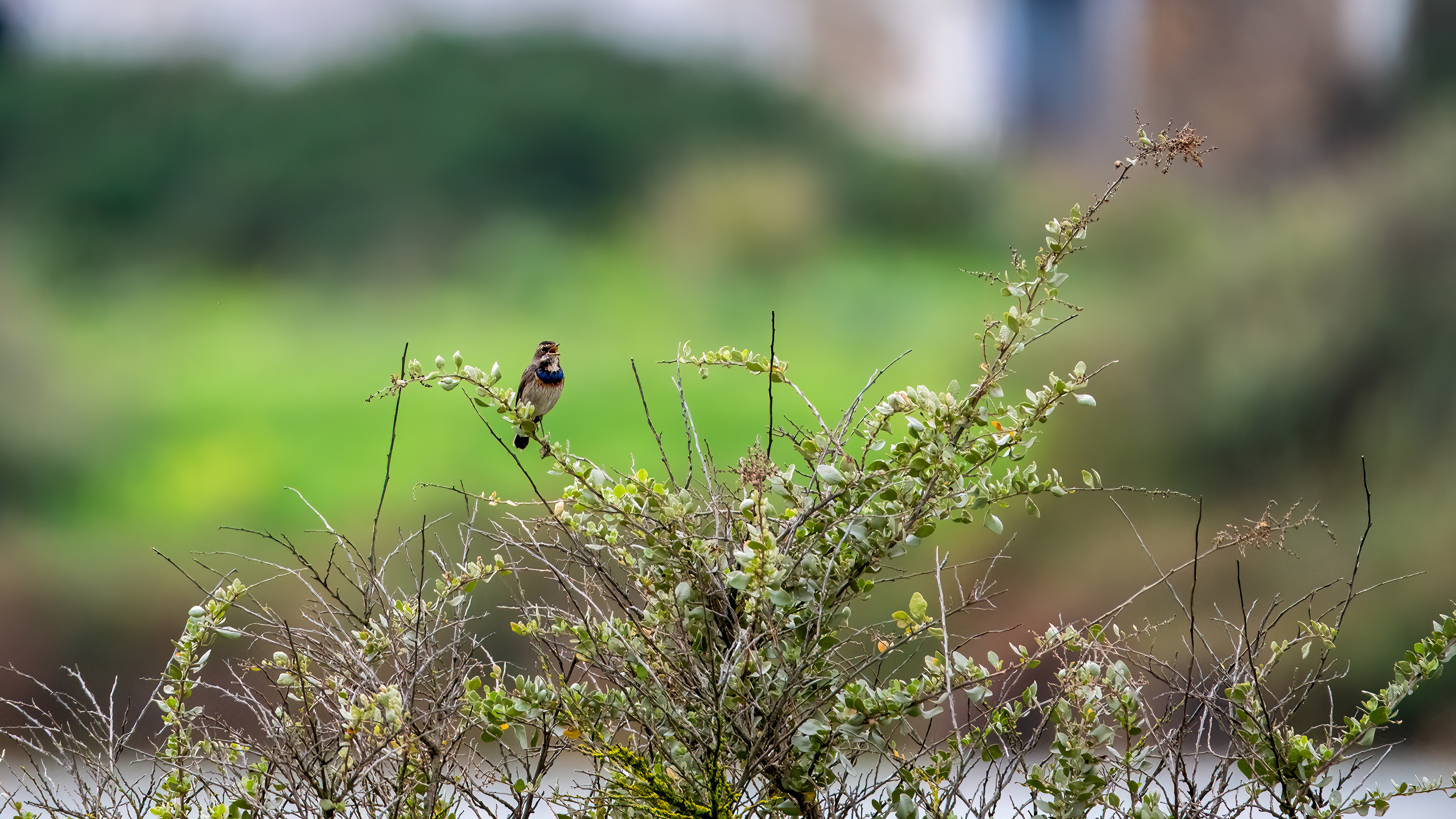 Bluethroat