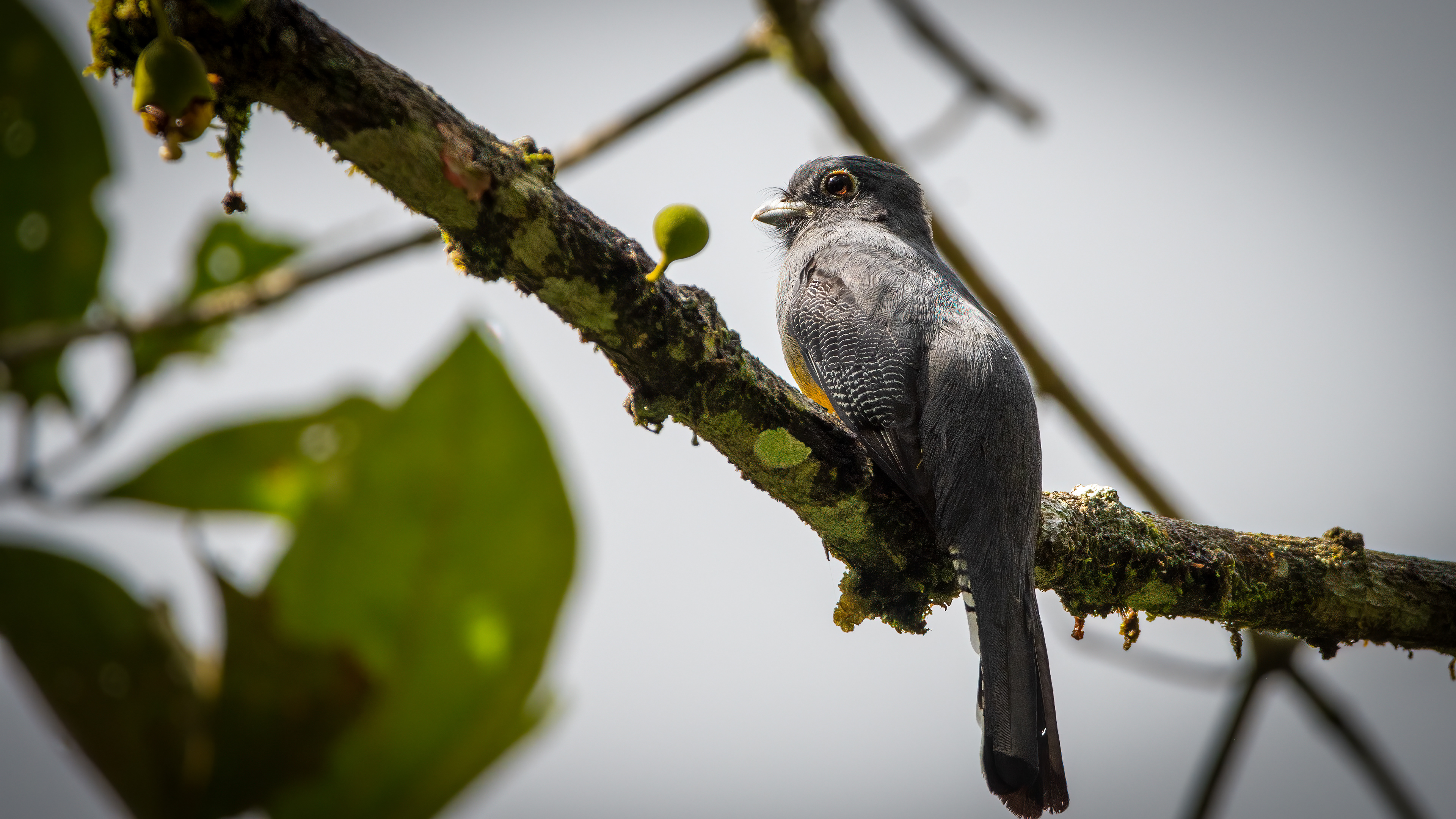 Gartered Trogon