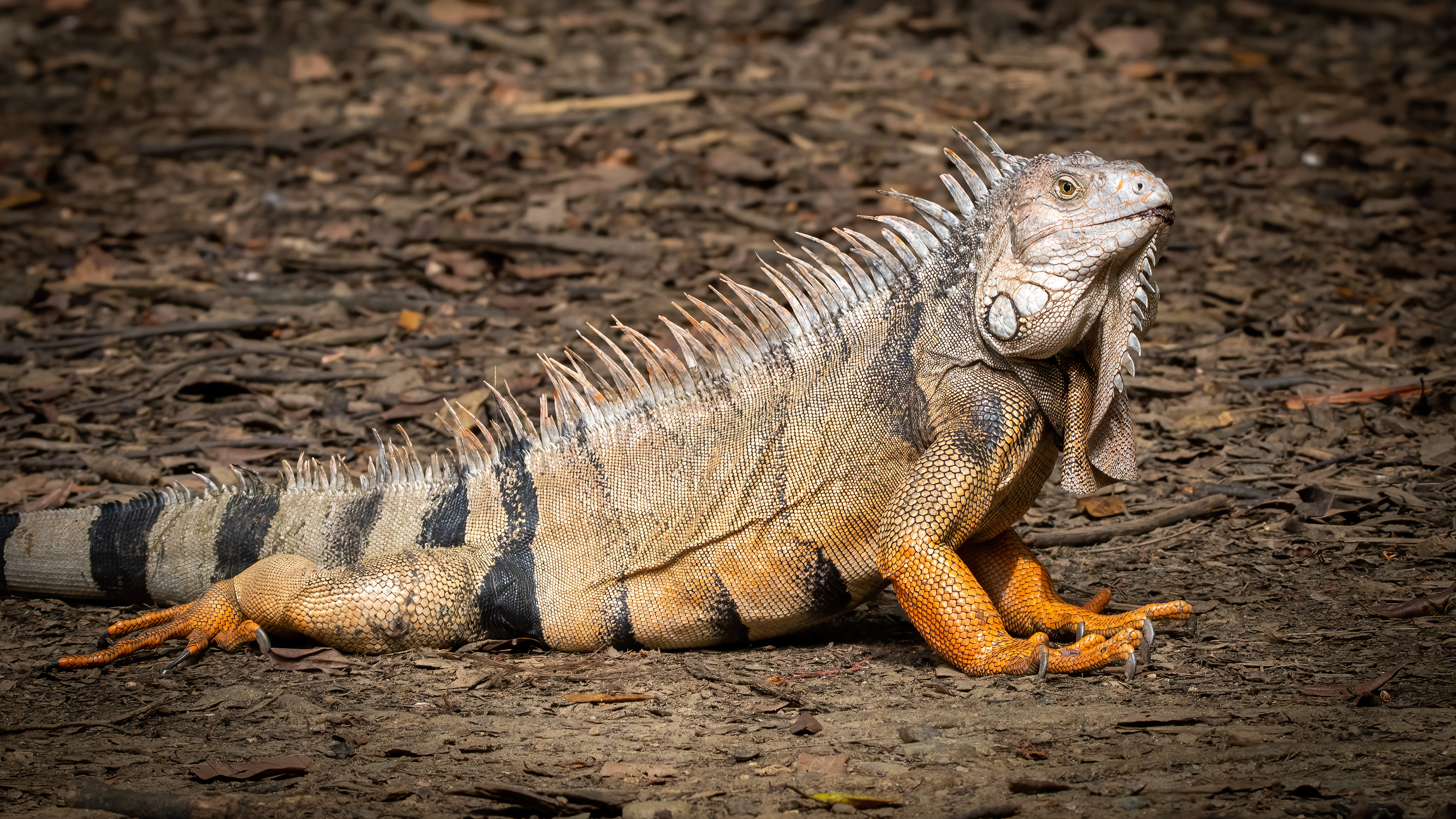 Green Iguana