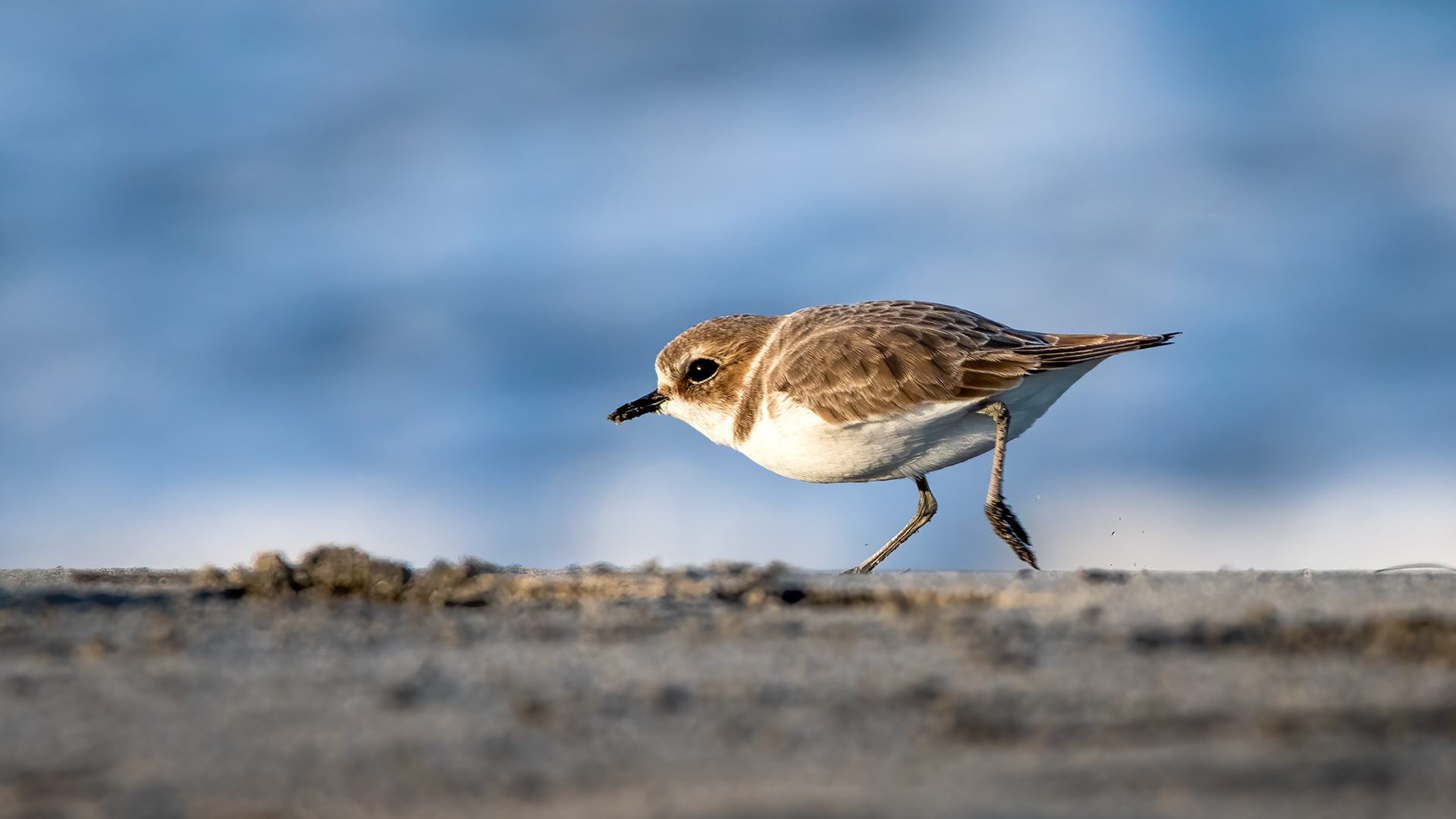 Snowy Plover
