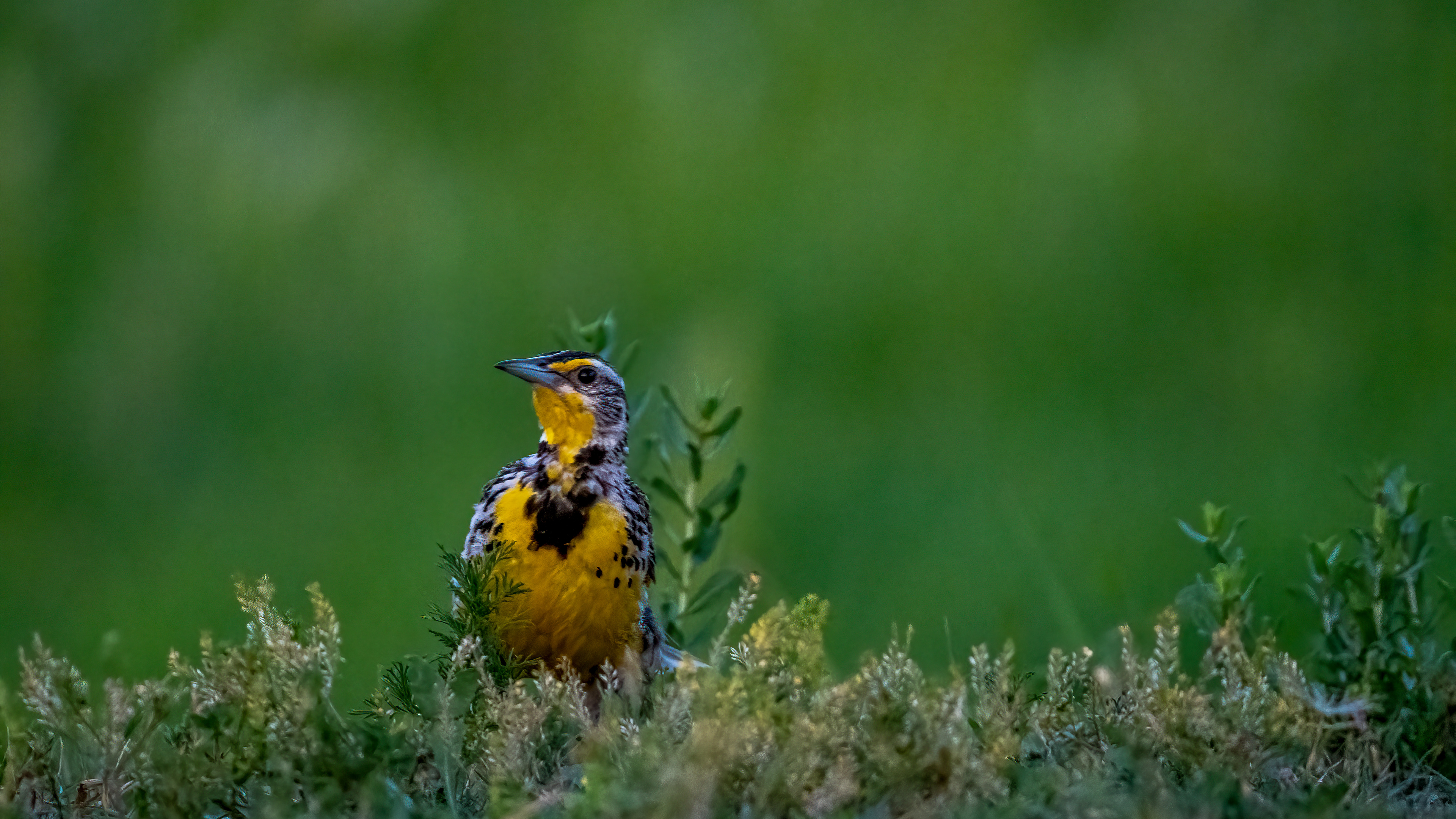 Western Meadowlark