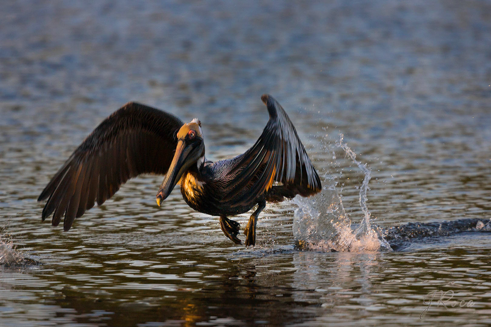 Pelecanus occidentalis (Linnaeus, 1766) - Brown Pelican, Pelícano pardo