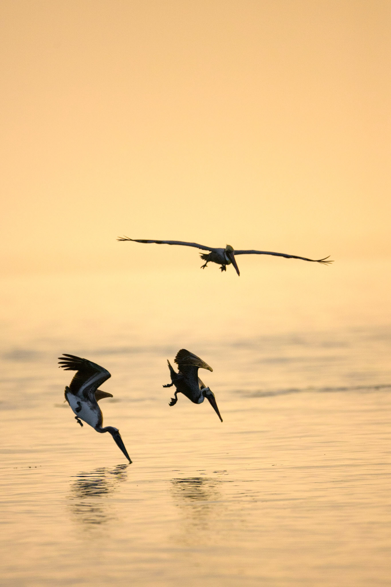 Pelecanus occidentalis (Linnaeus, 1766) - Brown Pelican, Pelícano pardo