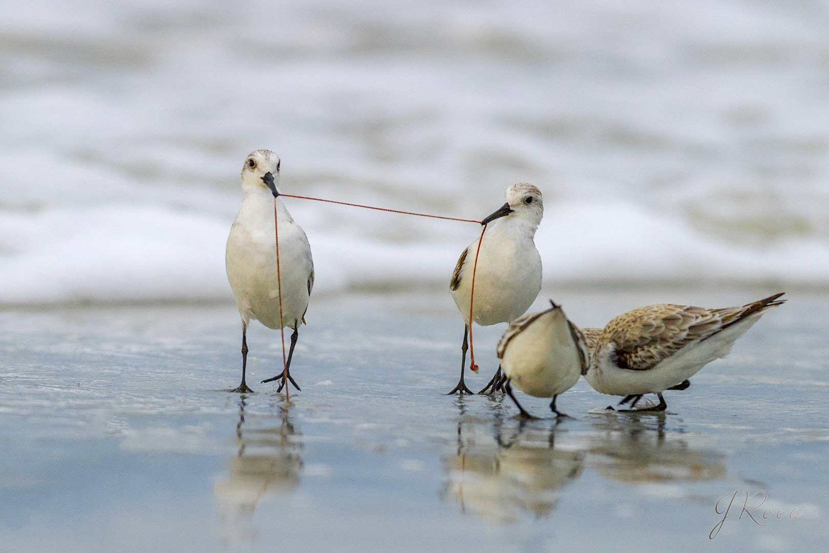 Calidris alba (Pallas, 1764)