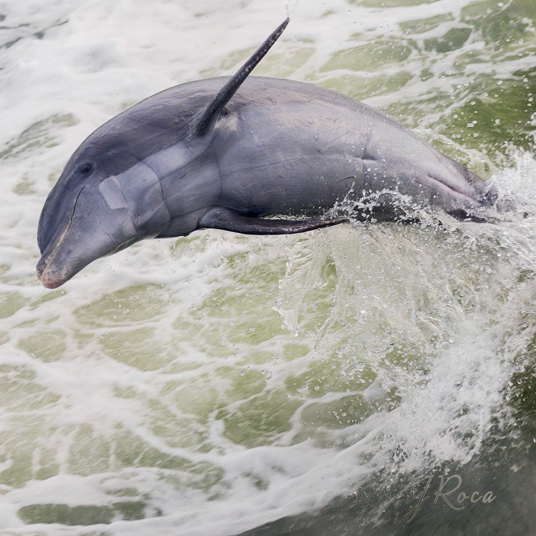 Tursiops truncatus (Montagu, 1821) - Bottlenosed dolphin, Delfin mular