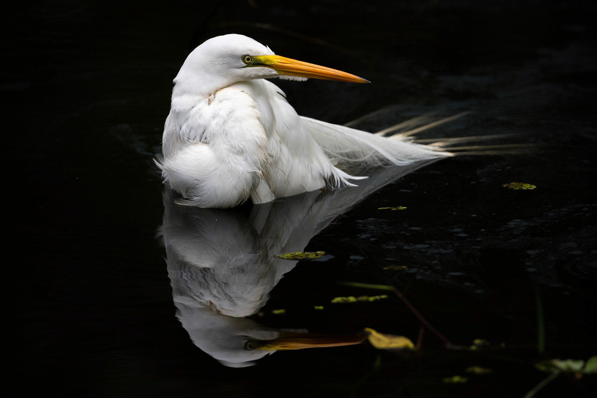 Ardea alba (Linnaeus, 1758) - Great Egret