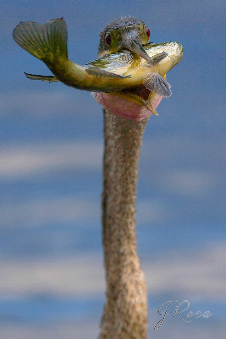 Anhinga anhinga (Linnaeus, 1766)