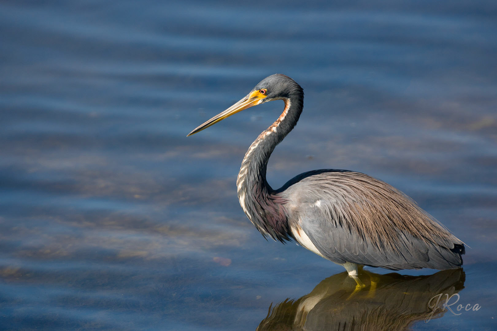 Egretta tricolor (Statius Müller, 1776) - Tricolored Heron