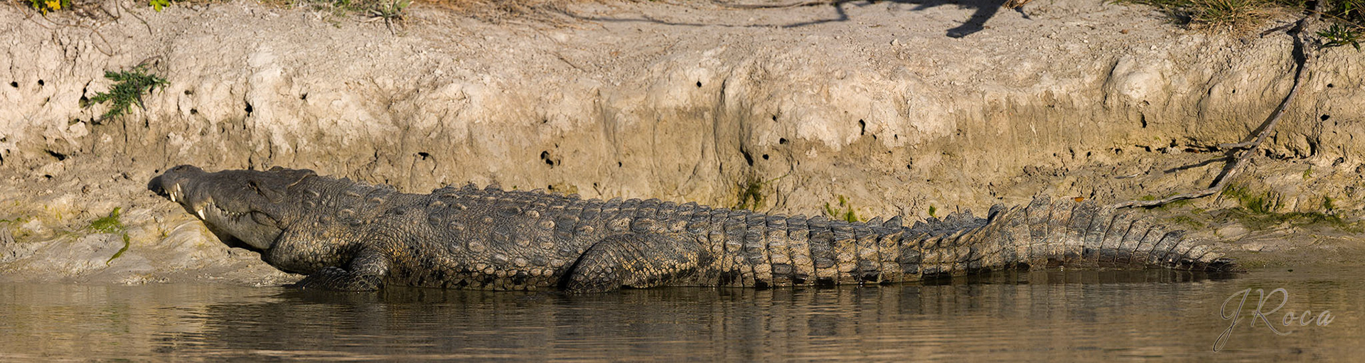 Crocodylus acutus (Cuvier, 1807) - American Crocodile, Cocodrilo americano