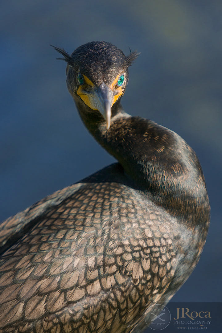Phalacrocorax auritus (Lesson, 1831) - Double-crested Cormorant