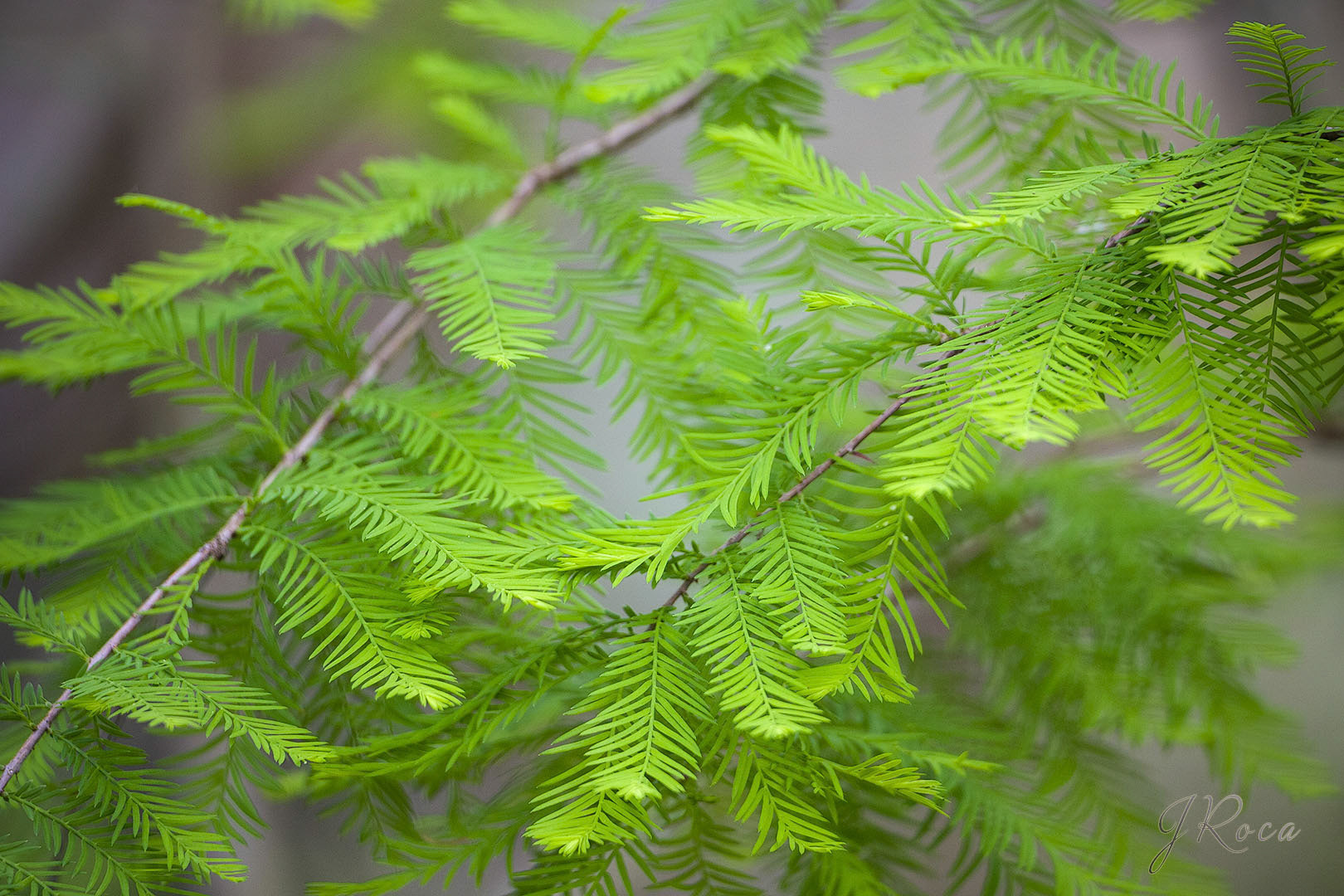 Taxodium distichum (L.) L. Rich