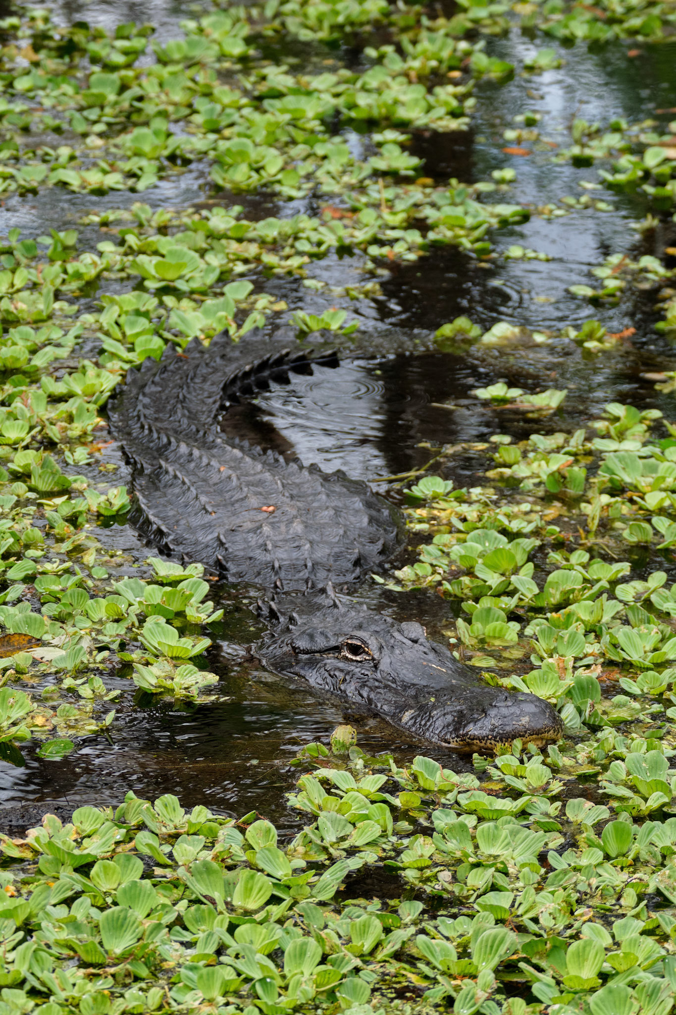 Alligator mississippiensis (Daudin, 1801)