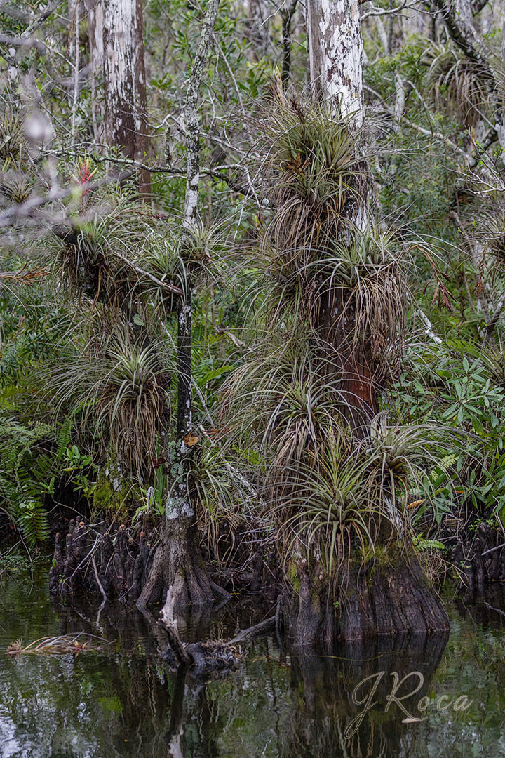 Tillandsia fasciculata Sw.