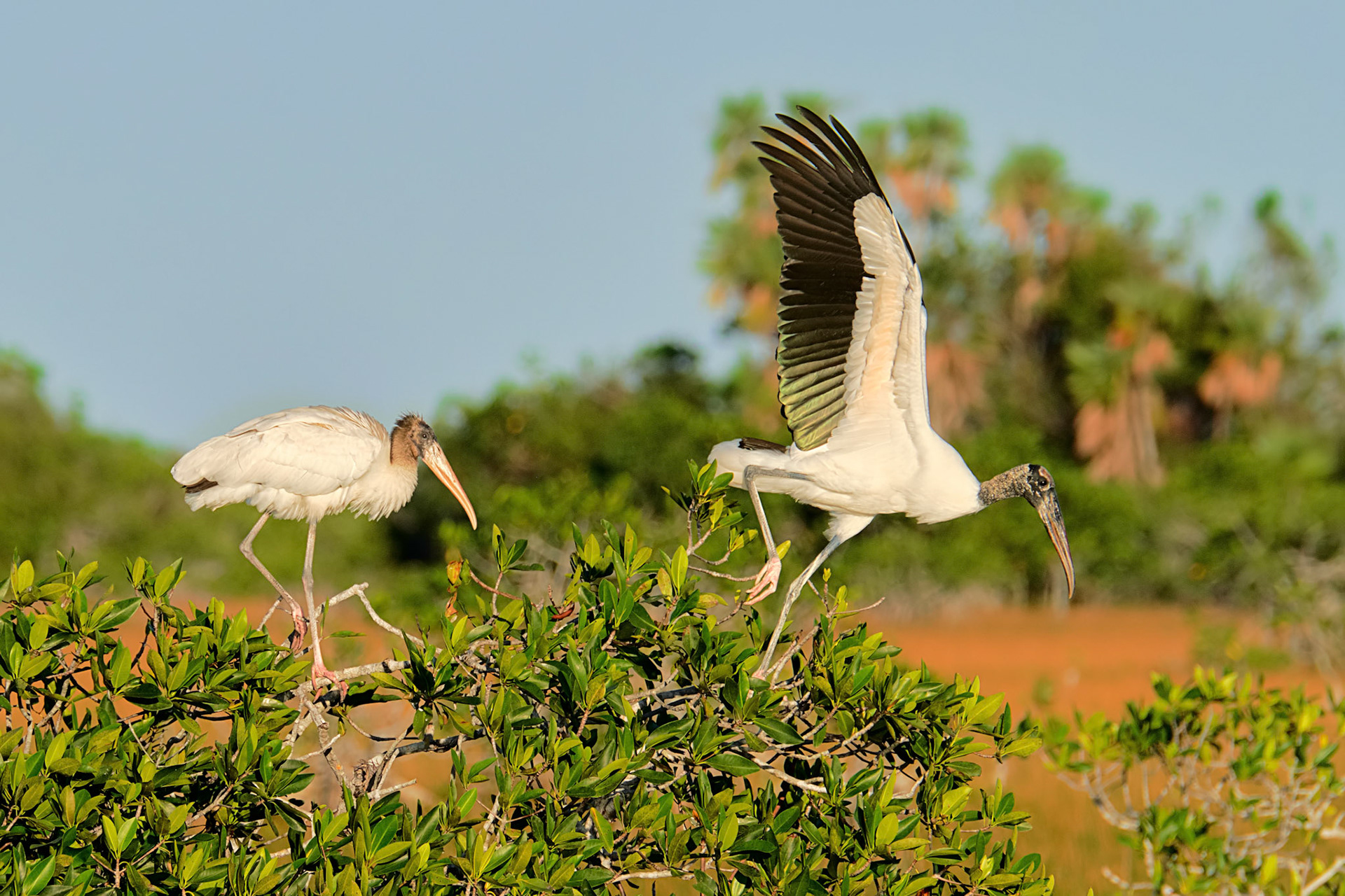 Mycteria americana (Linnaeus, 1758)