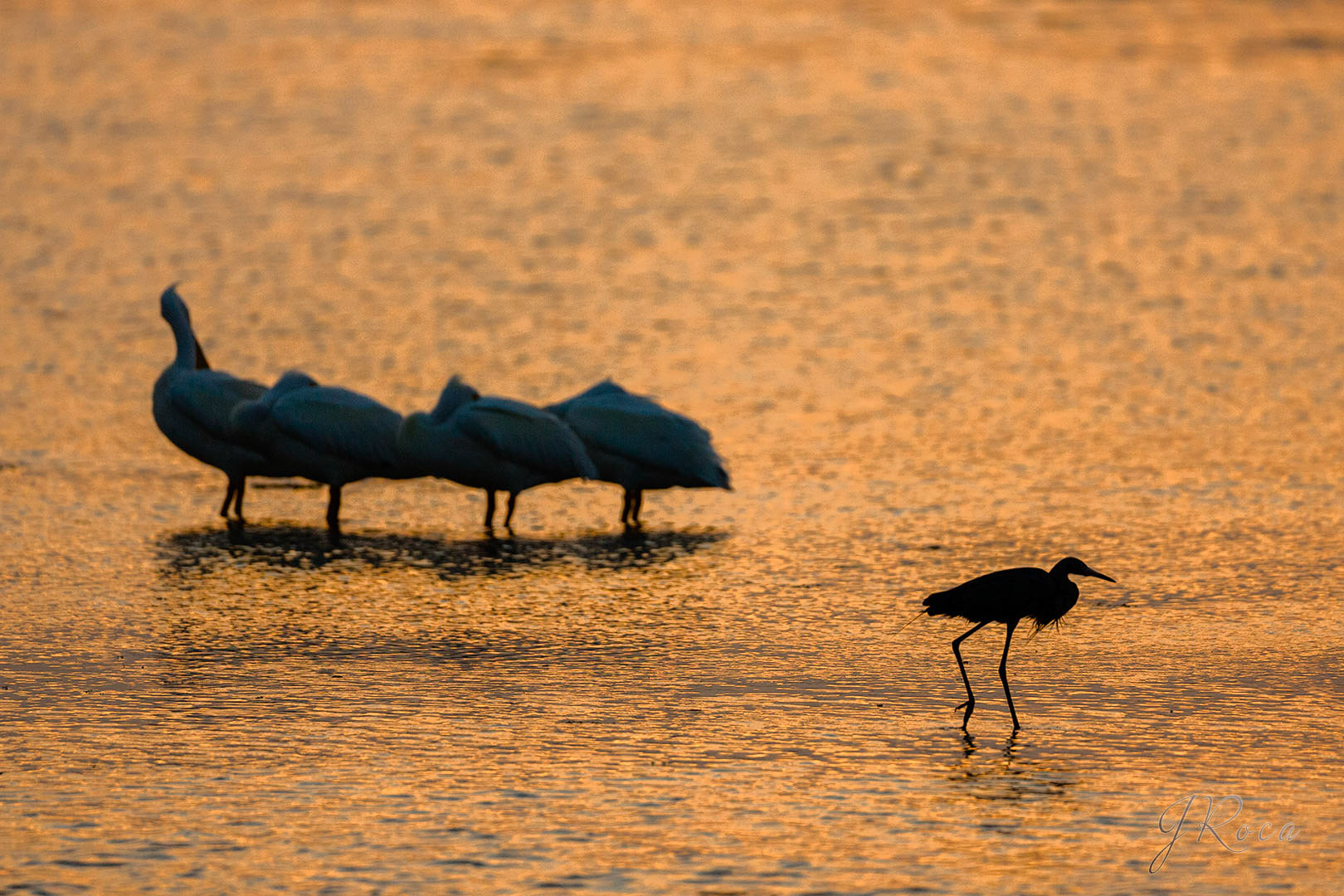 Pelecanus erythrorhynchos ( J. F. Gmelin, 1789) - American White Pelican, Pelicano blanco