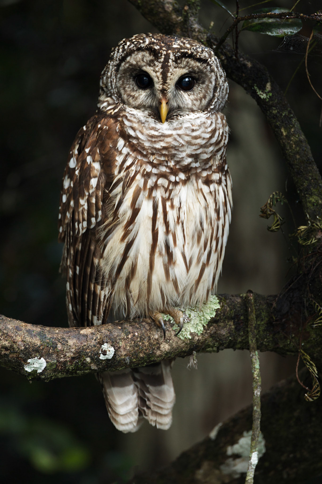 Strix varia (Barton, 1799)