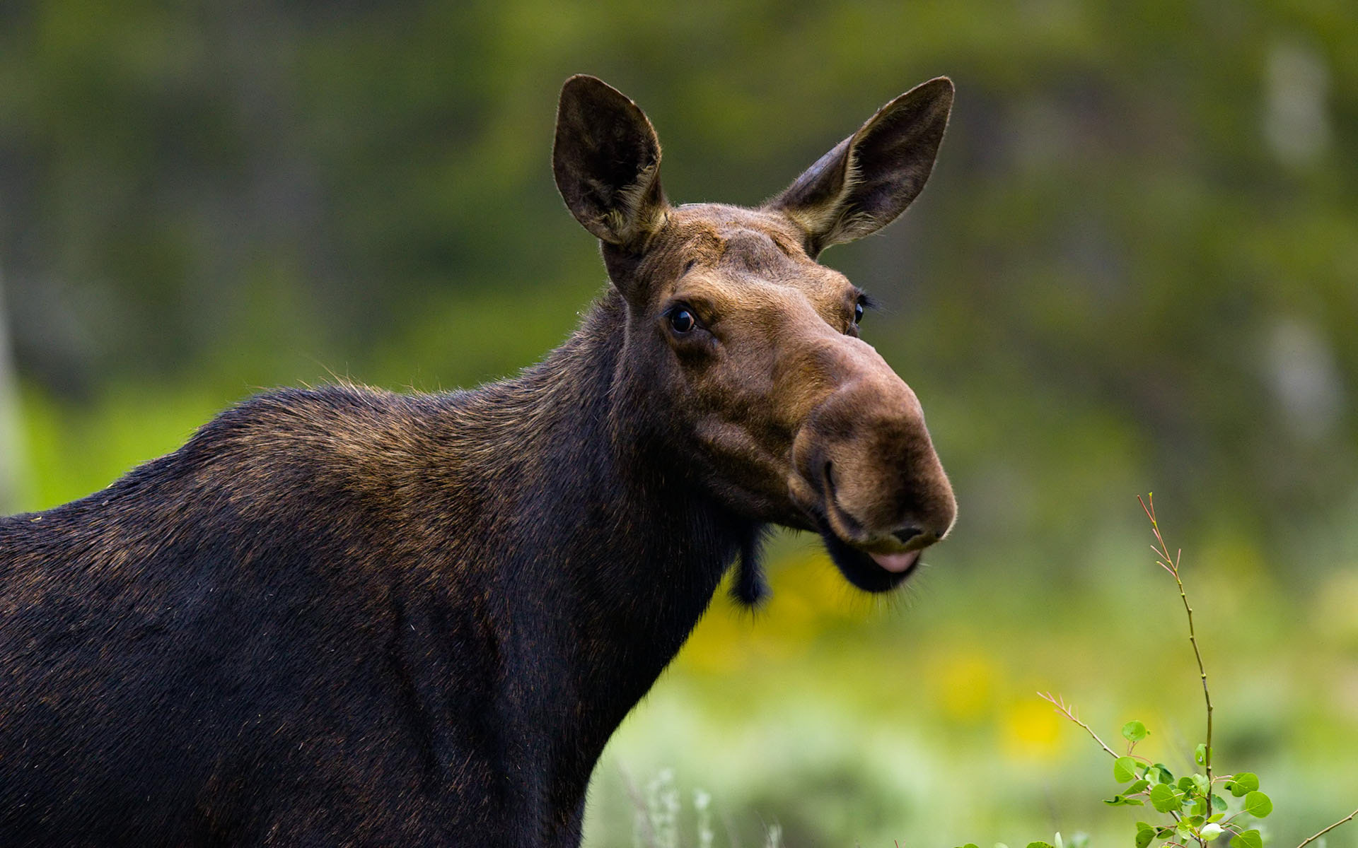Alces alces (Linnaeus, 1758)