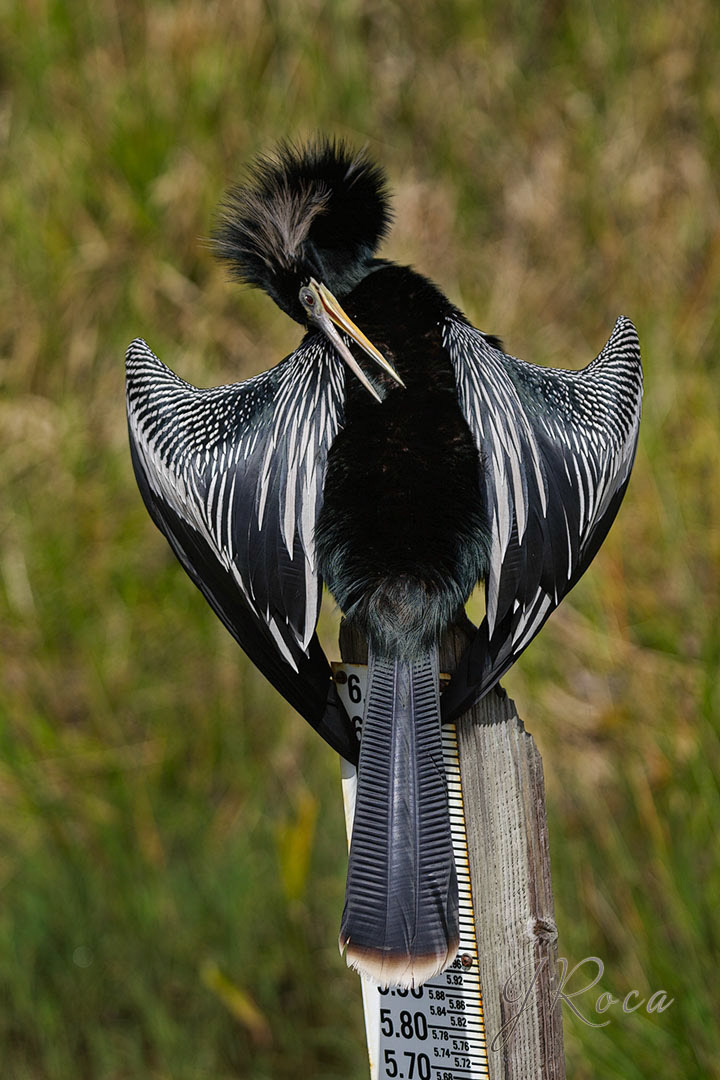 Anhinga anhinga (Linnaeus, 1766)