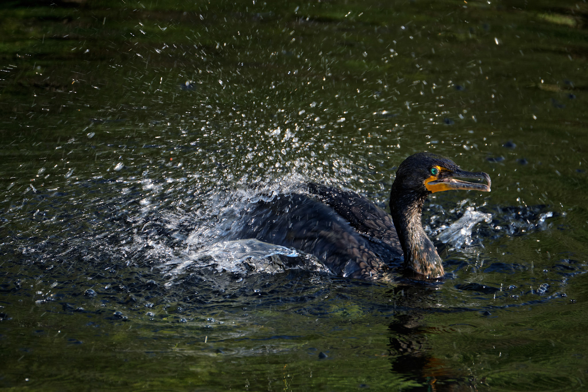 Phalacrocorax auritus (Lesson, 1831)