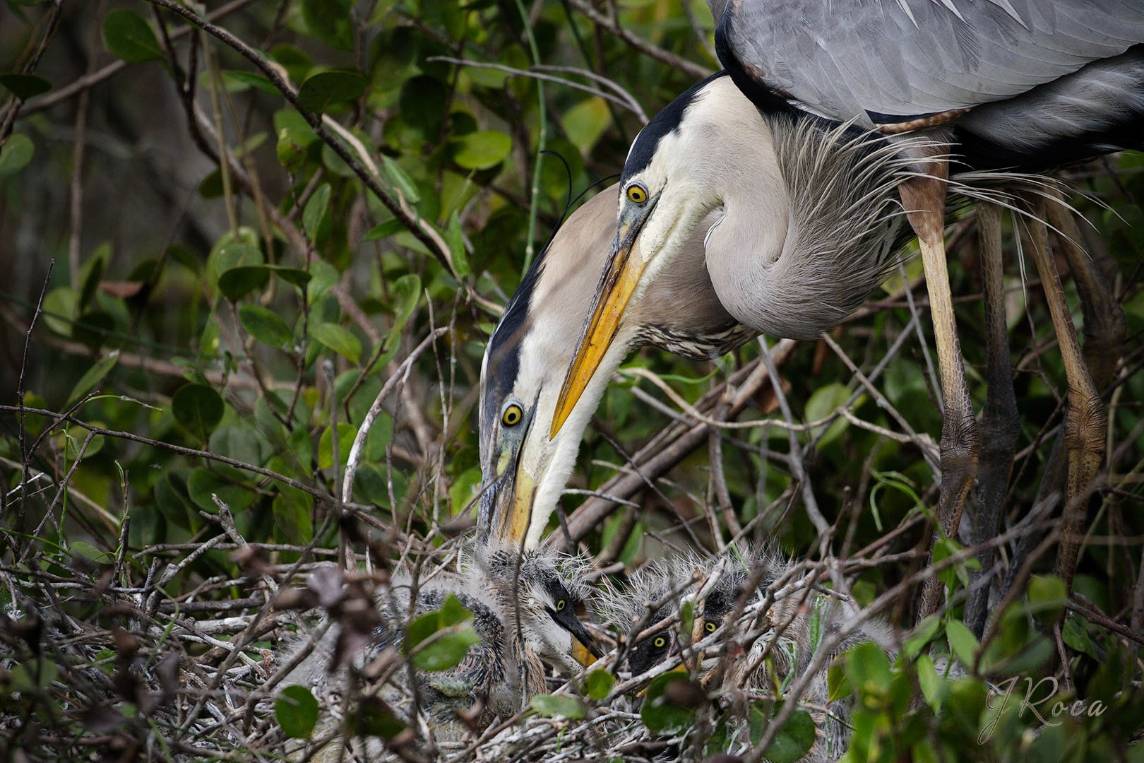 Ardea herodias (Linnaeus, 1758) - Great Blue Heron, Garza morena