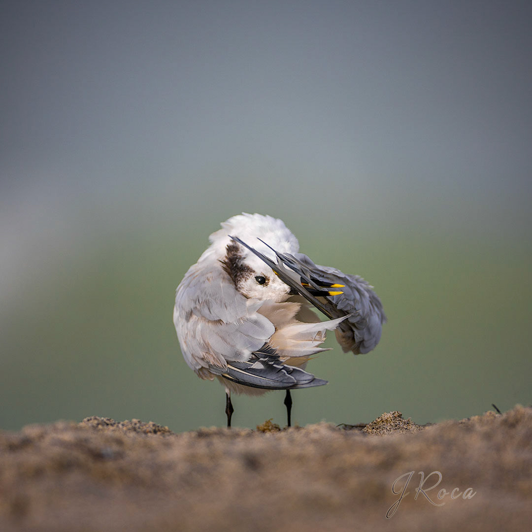 Sterna sandvicensis (Latham, 1787) - Sandwich Tern