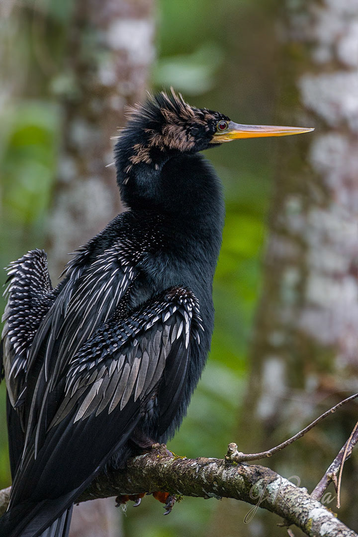 Anhinga anhinga (Linnaeus, 1766)