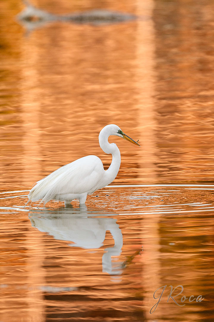 Ardea alba (Linnaeus, 1758)