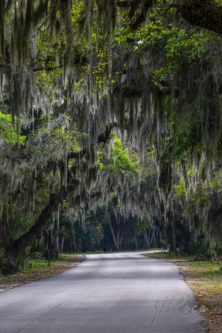 Tillandsia usneoides (L.) L. -  Spanish moss