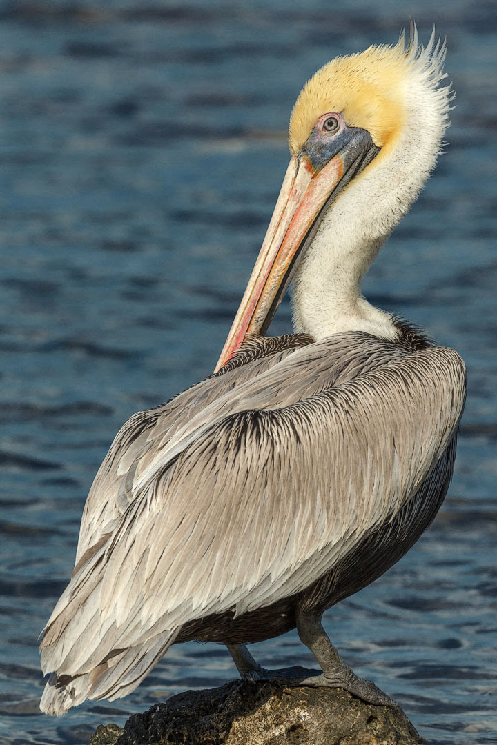 Pandion haliaetus (Linnaeus, 1758)