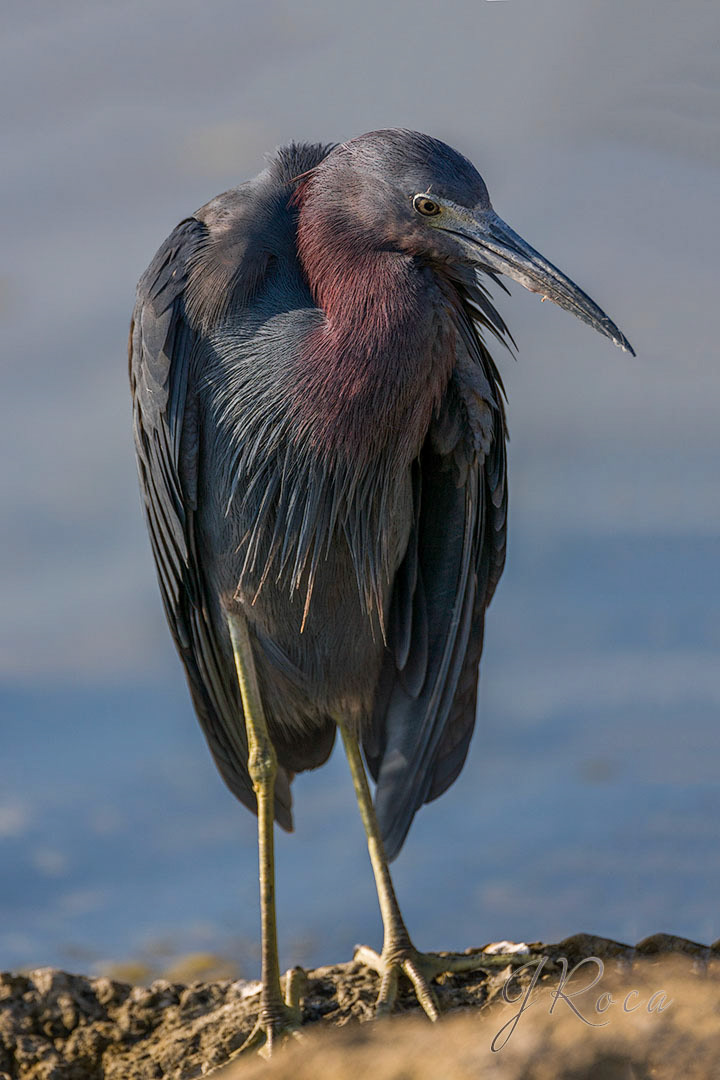 Egretta caerulea (Linnaeus, 1758) - Little Blue Heron