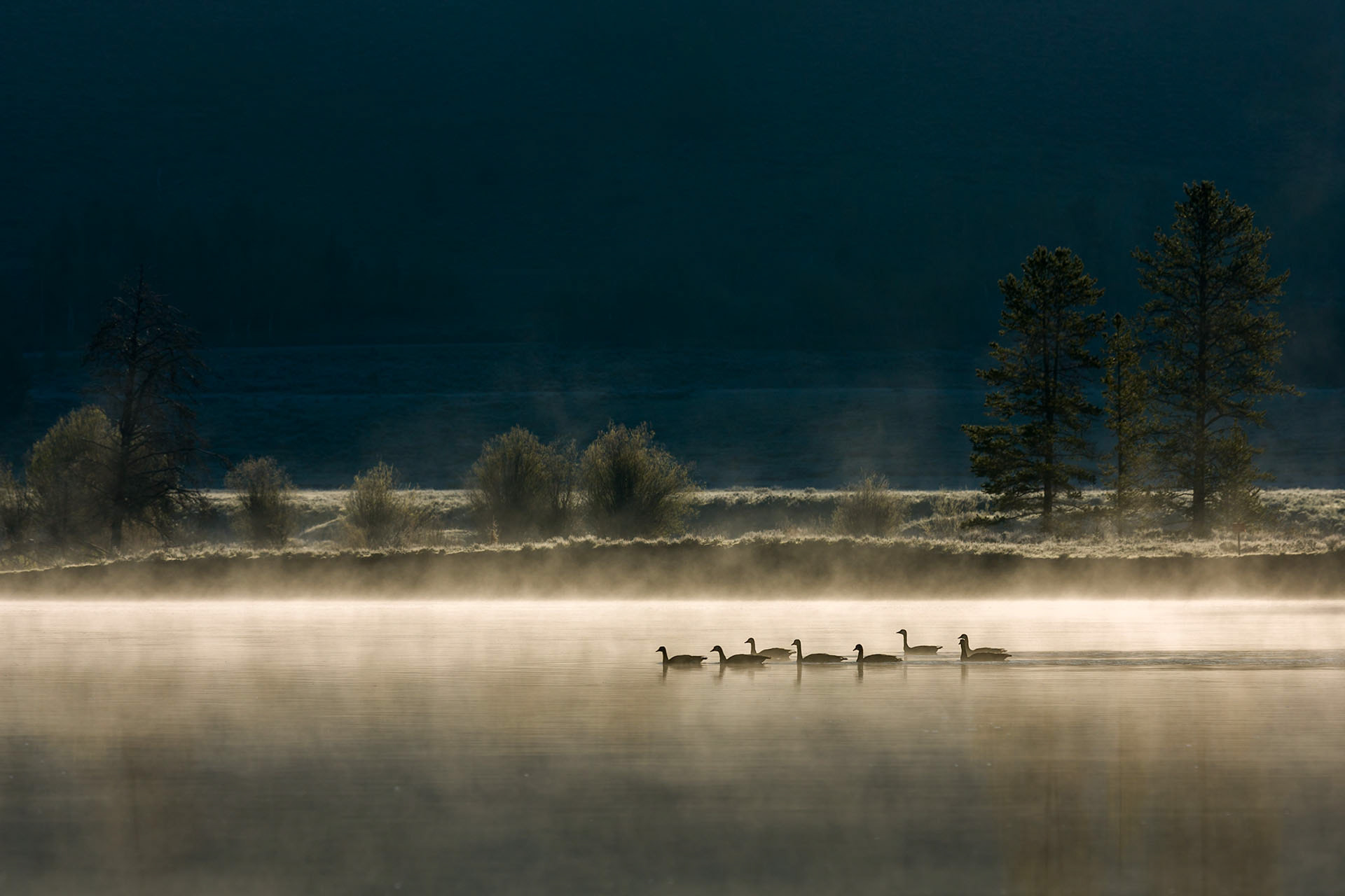 Branta canadensis (Linnaeus, 1758)